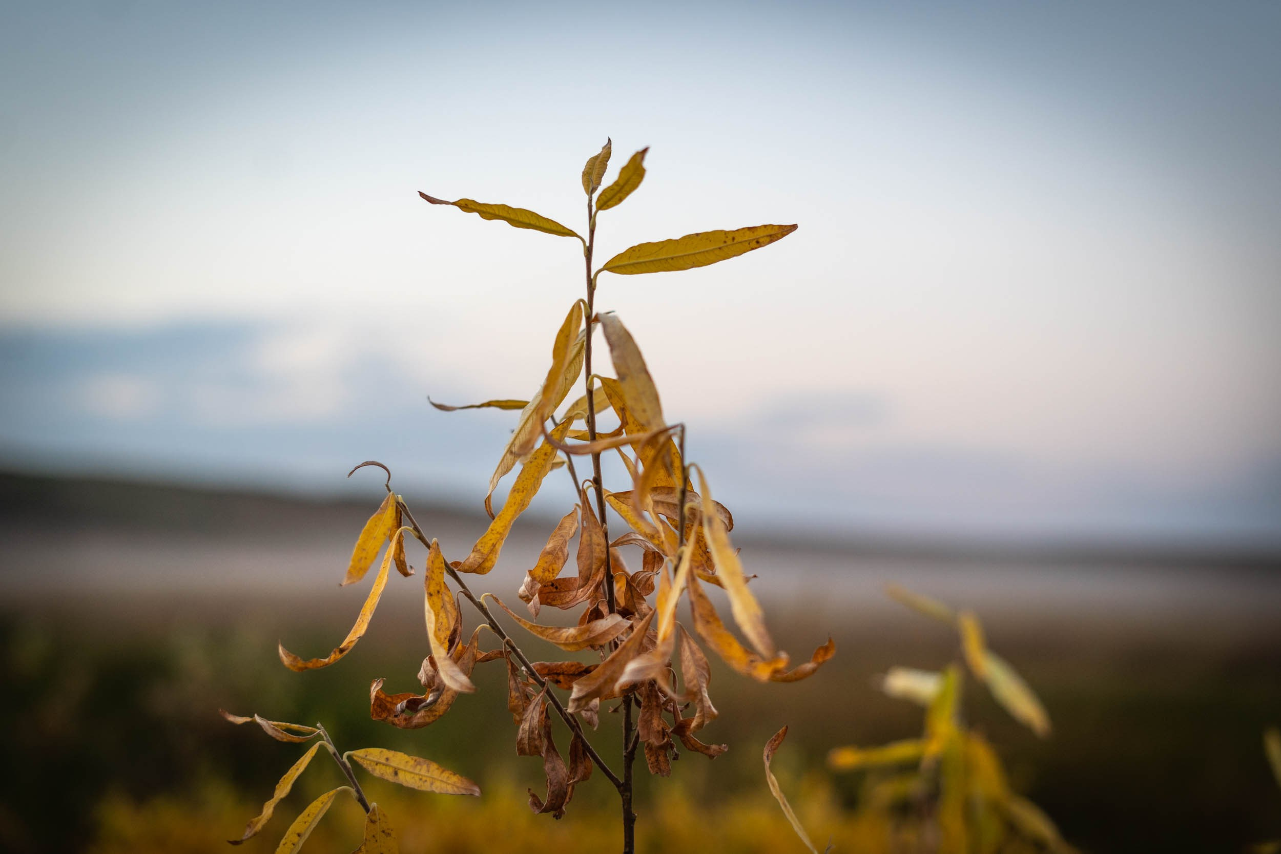 Рифы девонского моря. Фотограф Екатерина Зорина