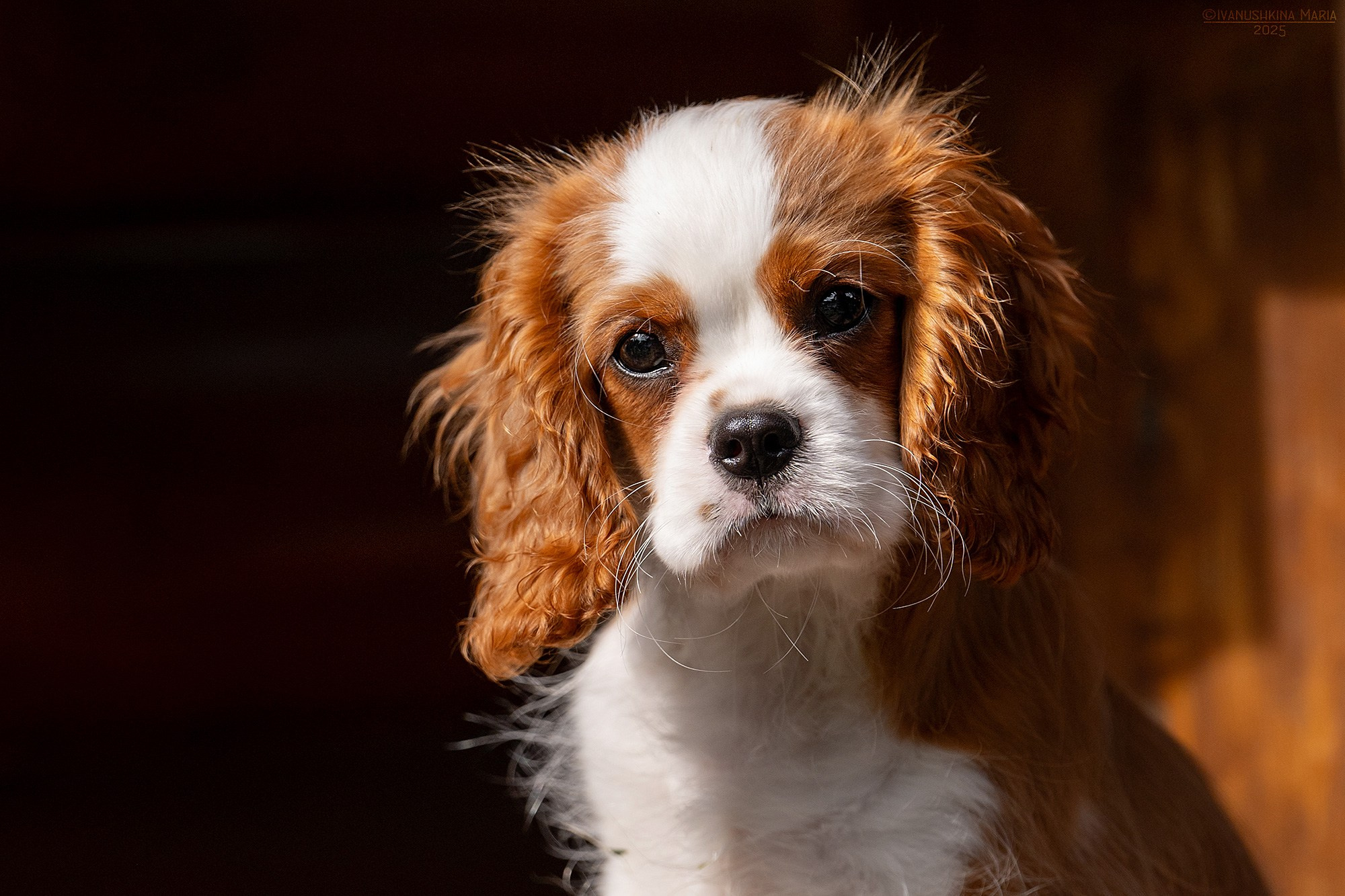 Фотосессия щенков на продажу. Фотограф собак в Москве и Московской области Иванушкина Мария