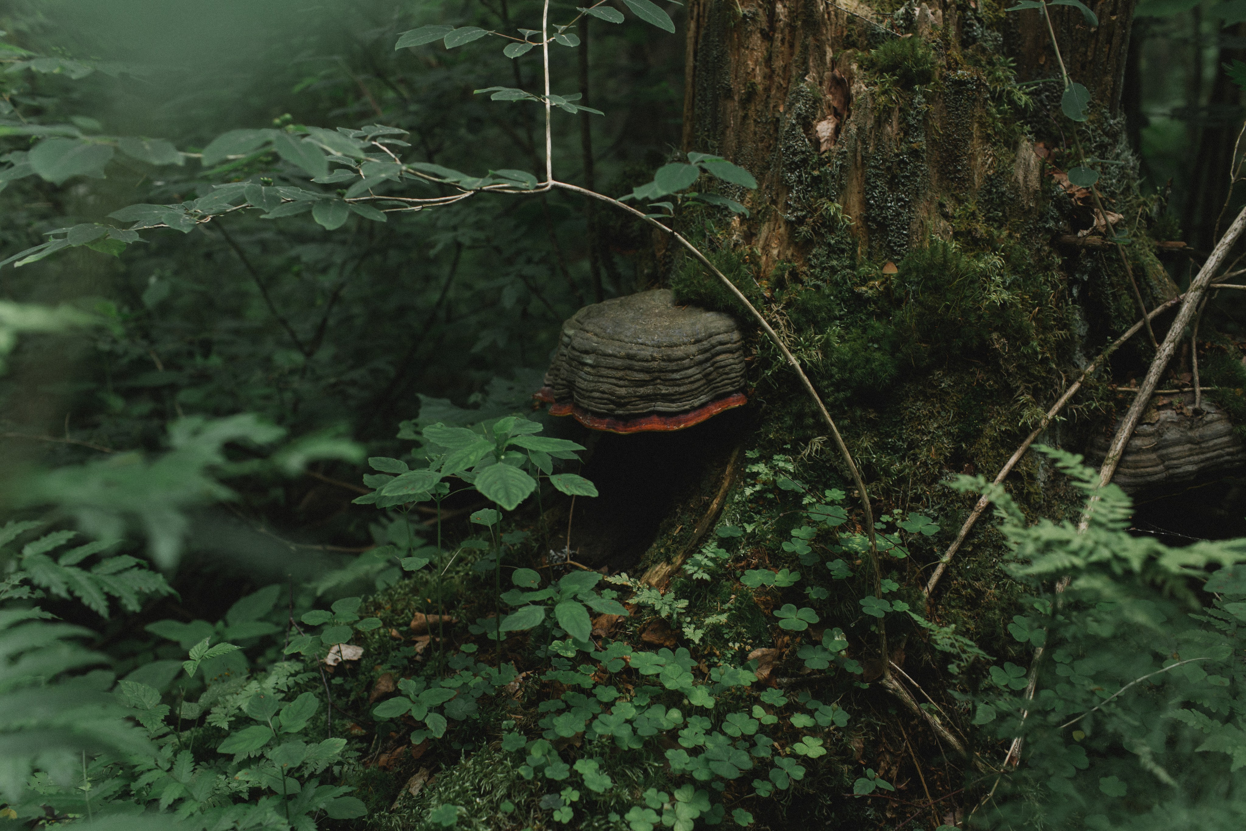 Загадка папоротника. Свадебный и репортажный фотограф в Ярославле и Санкт-Петербурге Роман Микрюков
