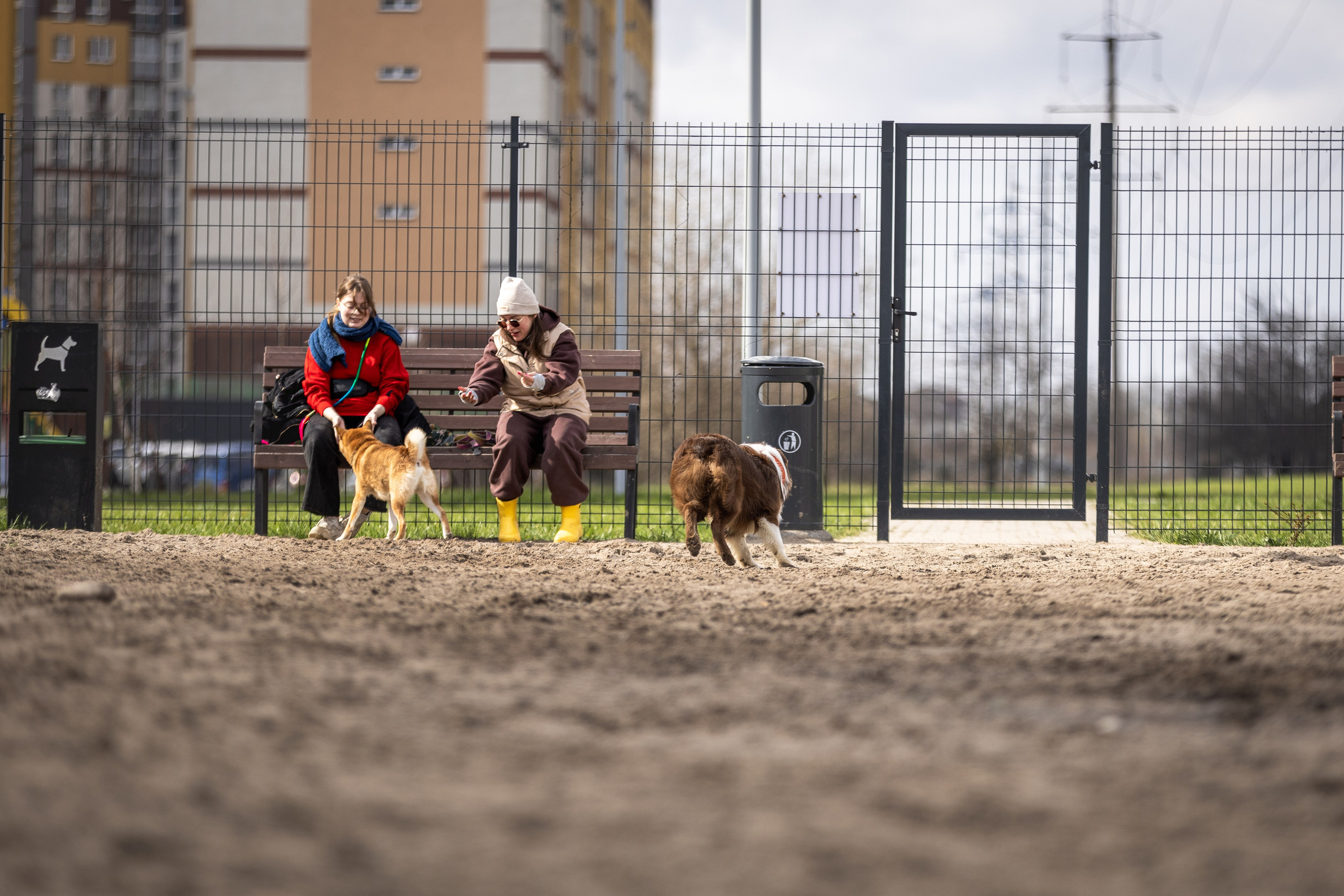 Догтуса 24.03.2024. Ирина Голомб|Фотограф-анималист в  Сочи и Калининграде