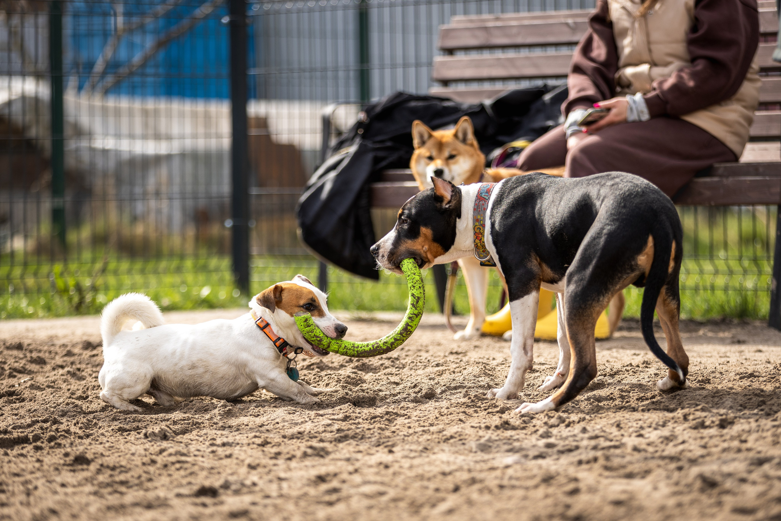 Догтуса 24.03.2024. Ирина Голомб|Фотограф-анималист в  Сочи и Калининграде