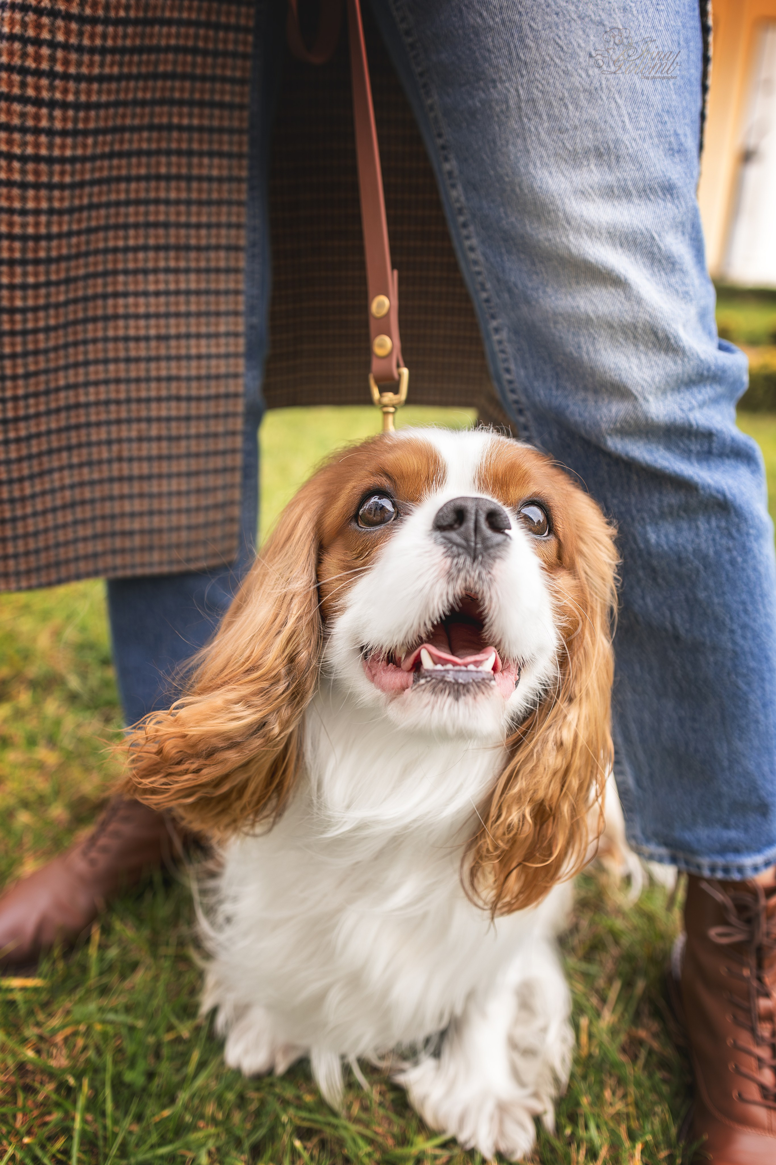 Симба, ККЧС. Ирина Голомб|Фотограф-анималист в  Сочи и Калининграде