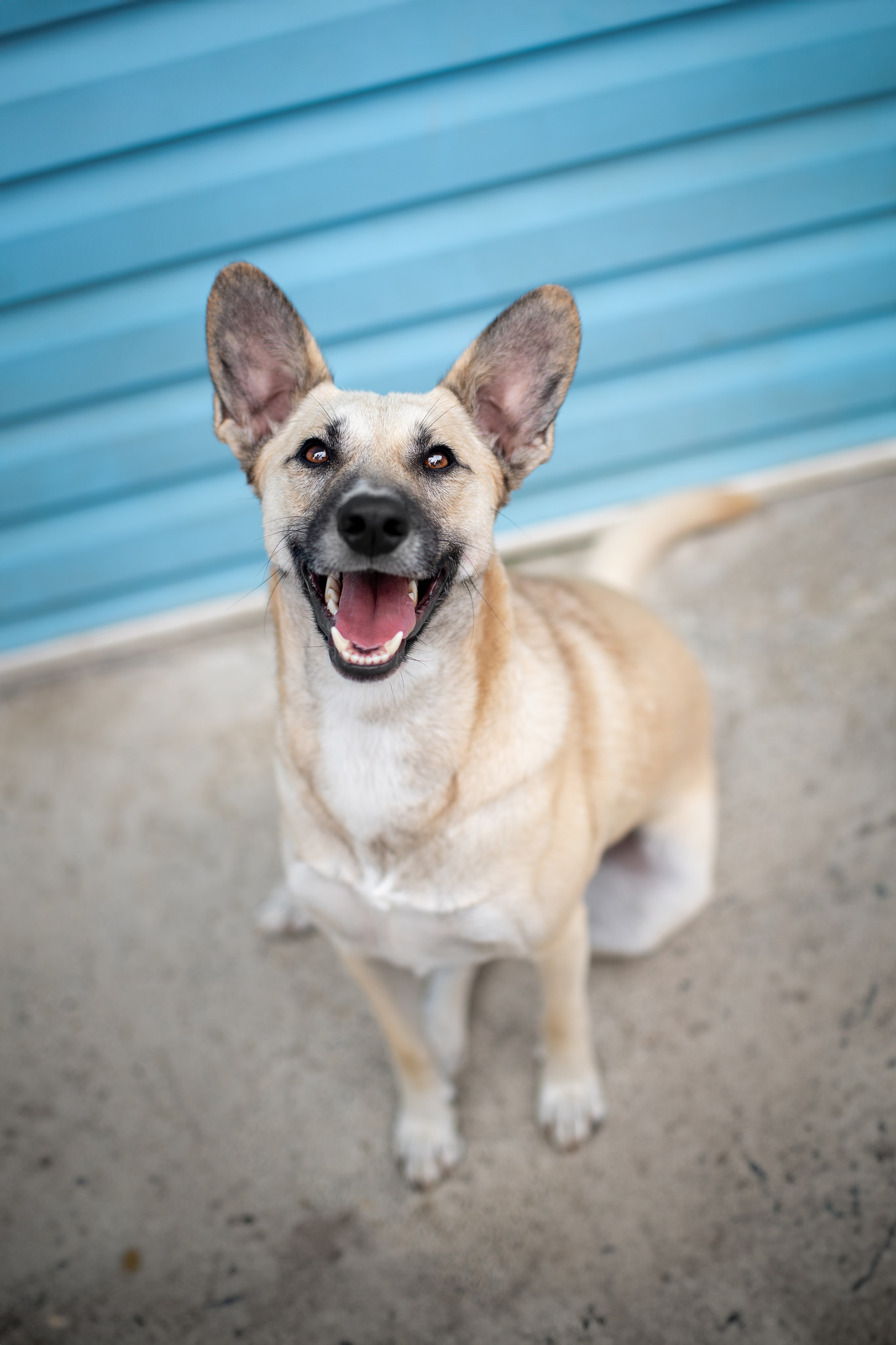 Мини-приют «Возрождение». Ирина Голомб|Фотограф-анималист в  Сочи и Калининграде