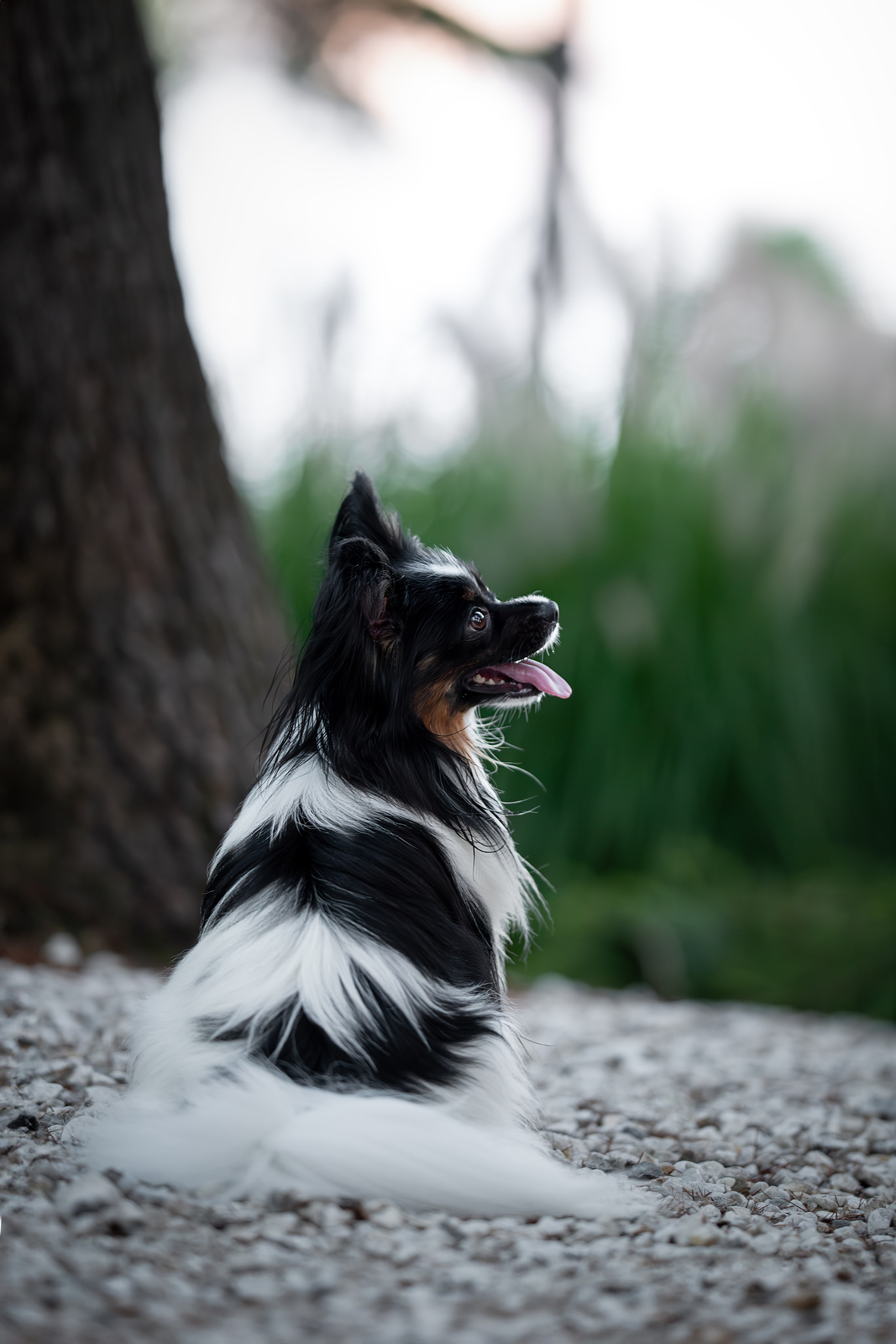 Бэйли, Папийон. Ирина Голомб|Фотограф-анималист в  Сочи и Калининграде