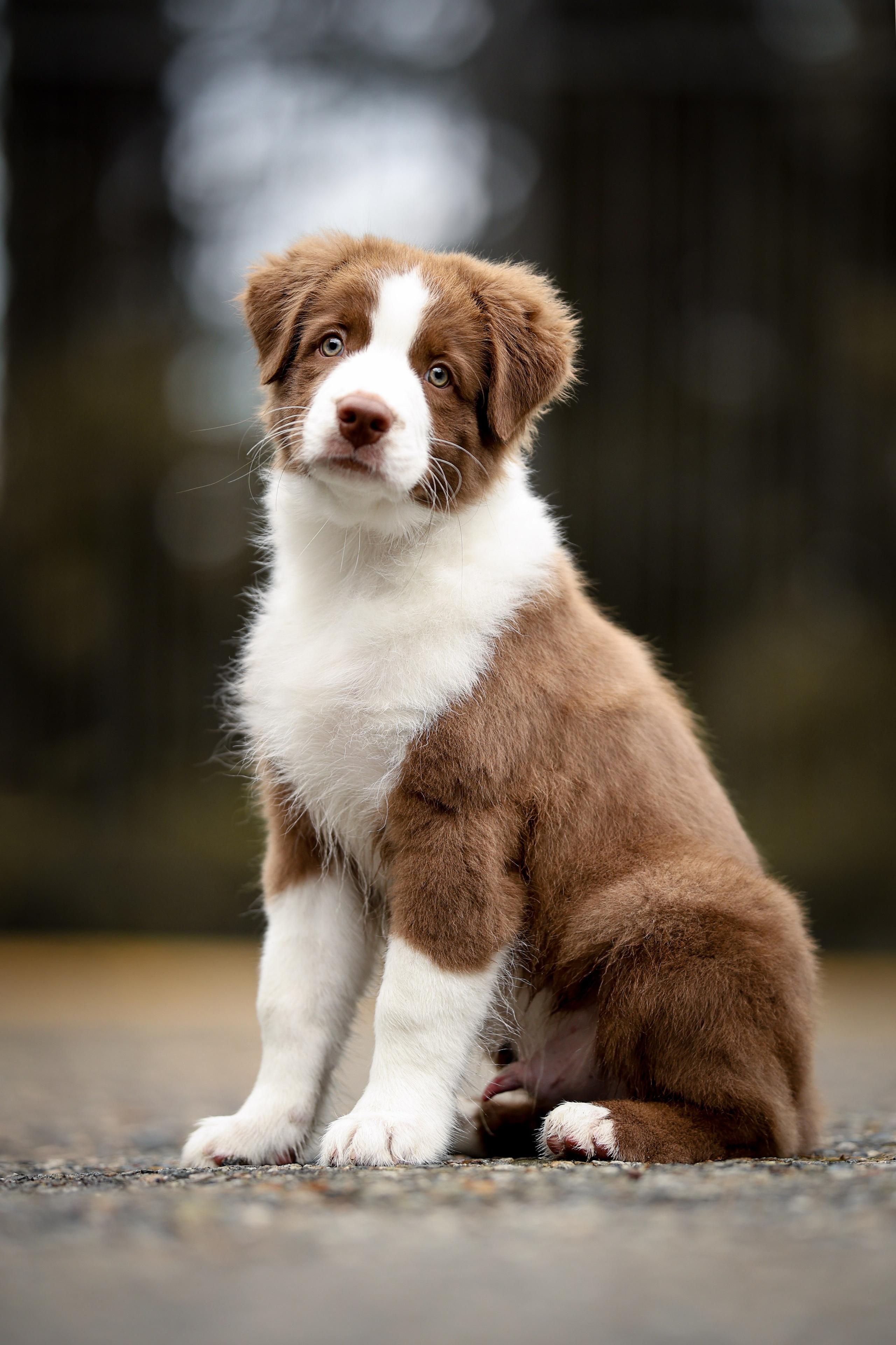 Дин, Австралийская Овчарка. Ирина Голомб|Фотограф-анималист в  Сочи и Калининграде