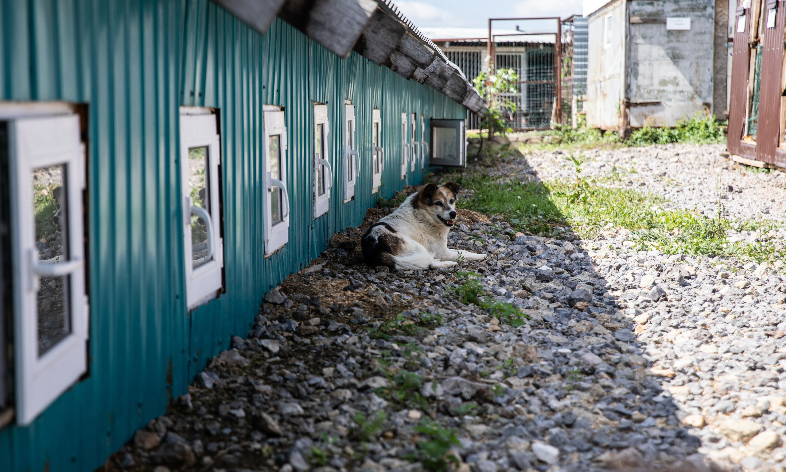 Приют — Наш дом. Репортажный и свадебный фотограф в Челябинске Елисеев Павел