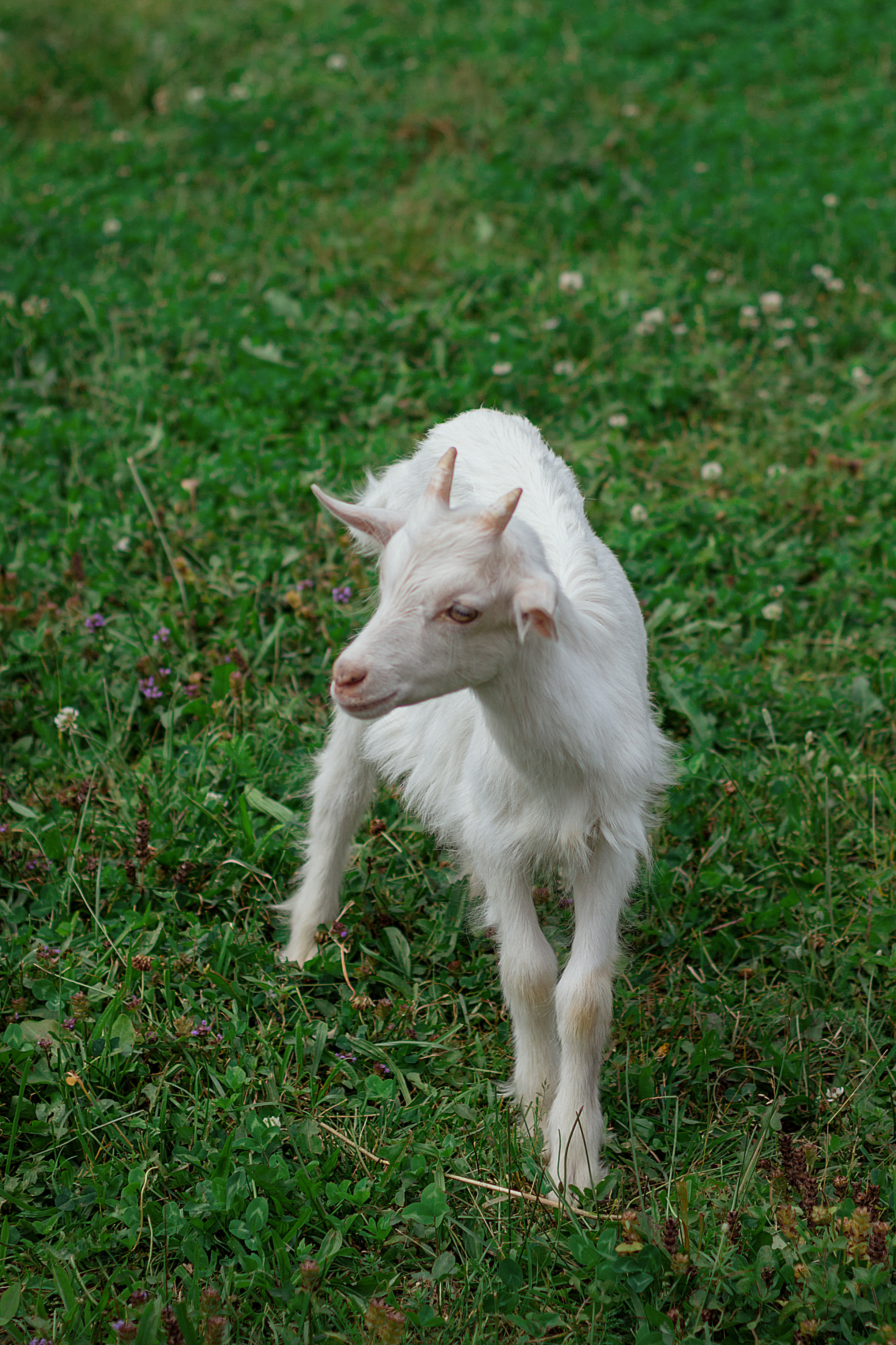 Яна. Фотограф в Смоленске Ася Польшина