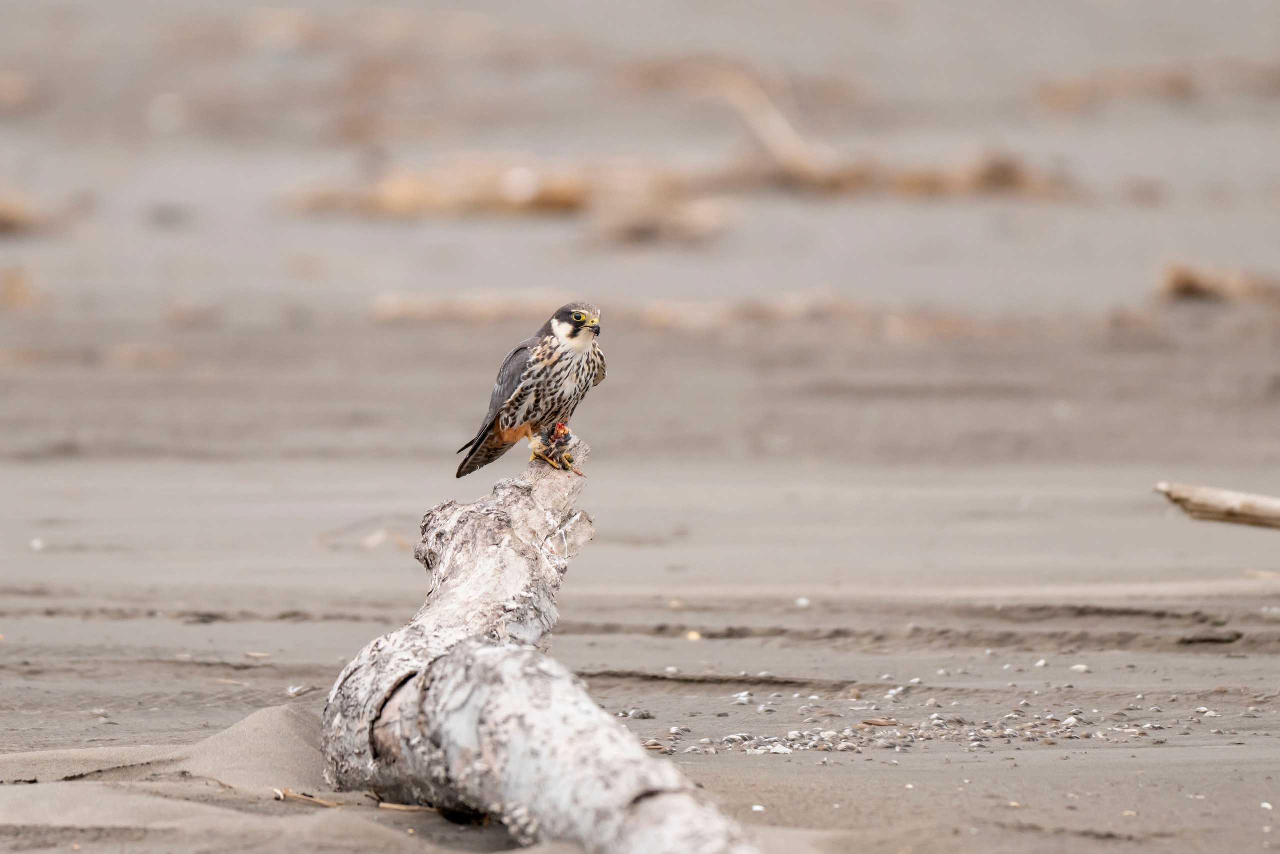 Дикая природа Дагестана. Май 2025 г. Foto-Zuev фотография как искусство