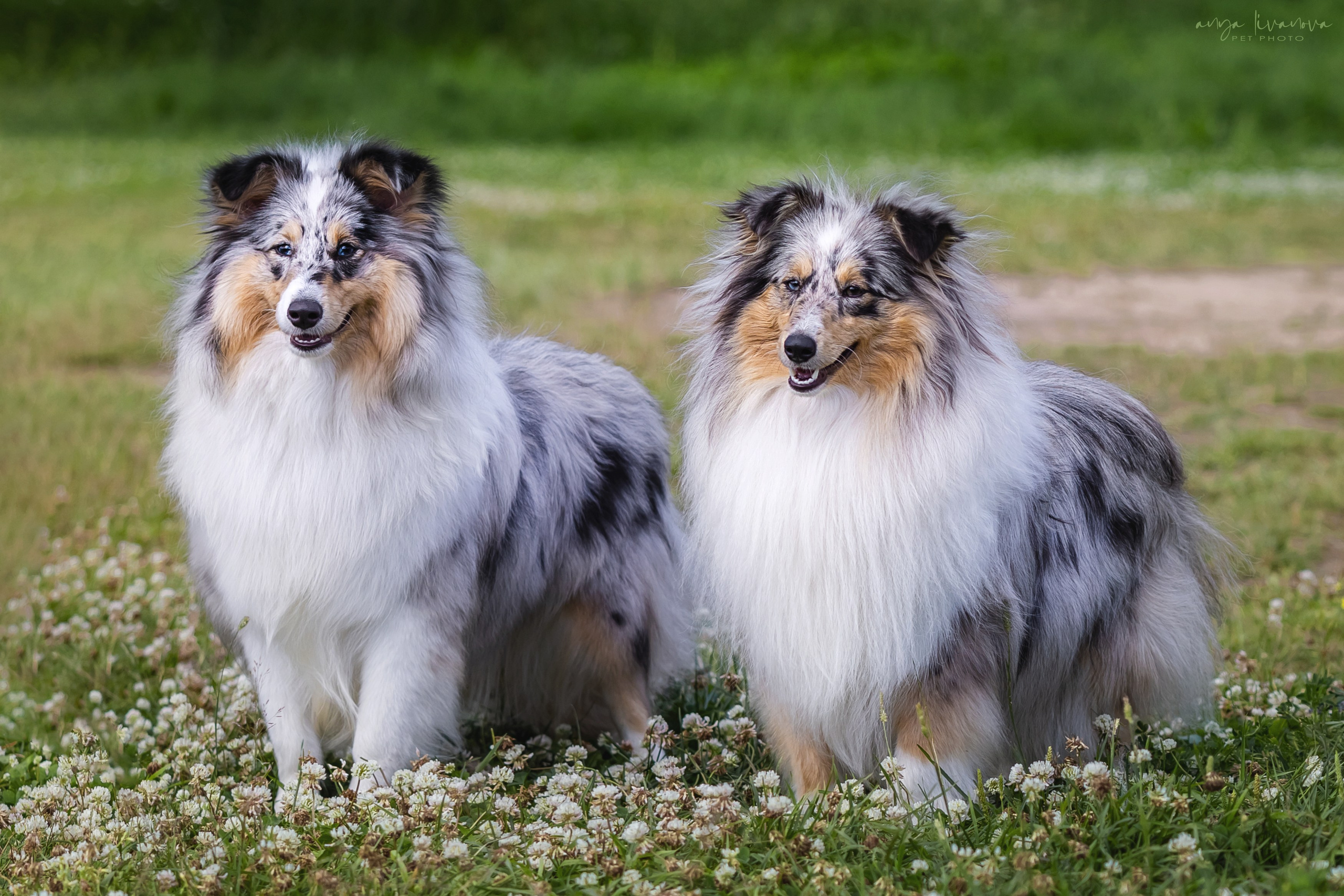 Шелти Мальвина и Марго. Фотограф анималист Аня Ливанова | Рыбинск