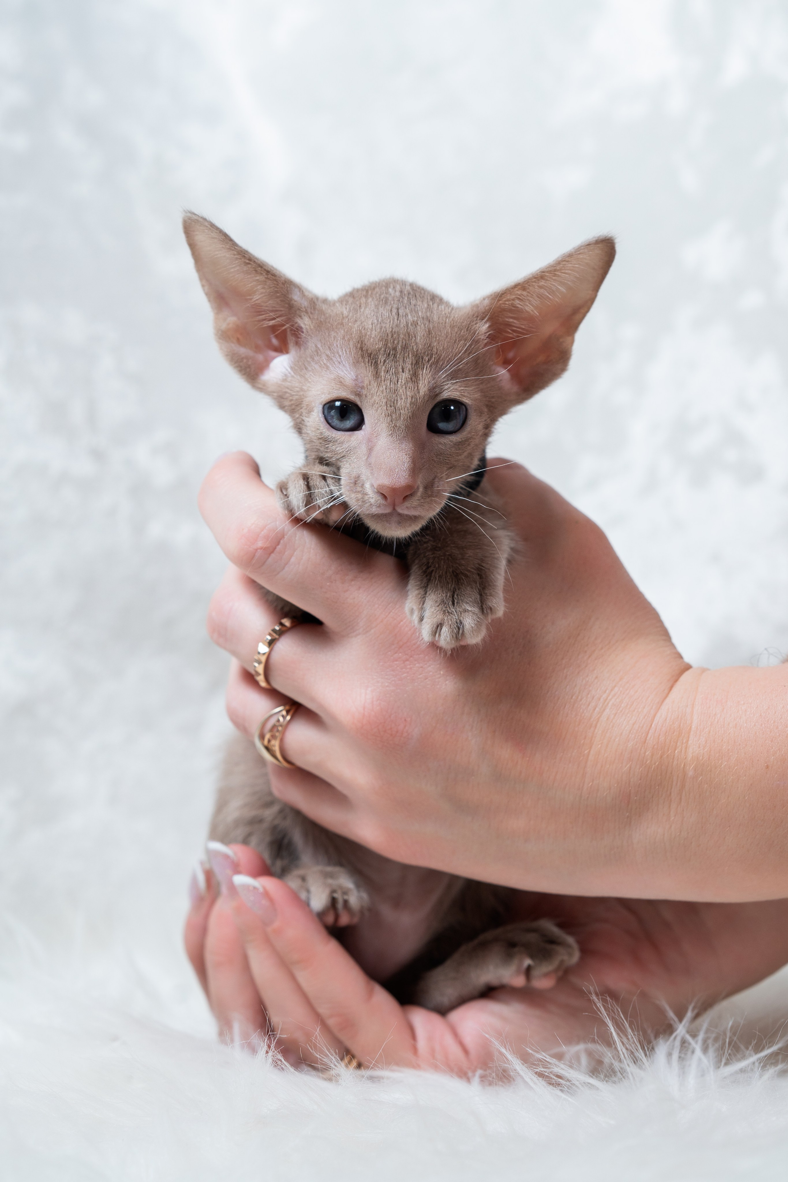 Заводчик Юлия Панова. Творческий фотограф Вологда