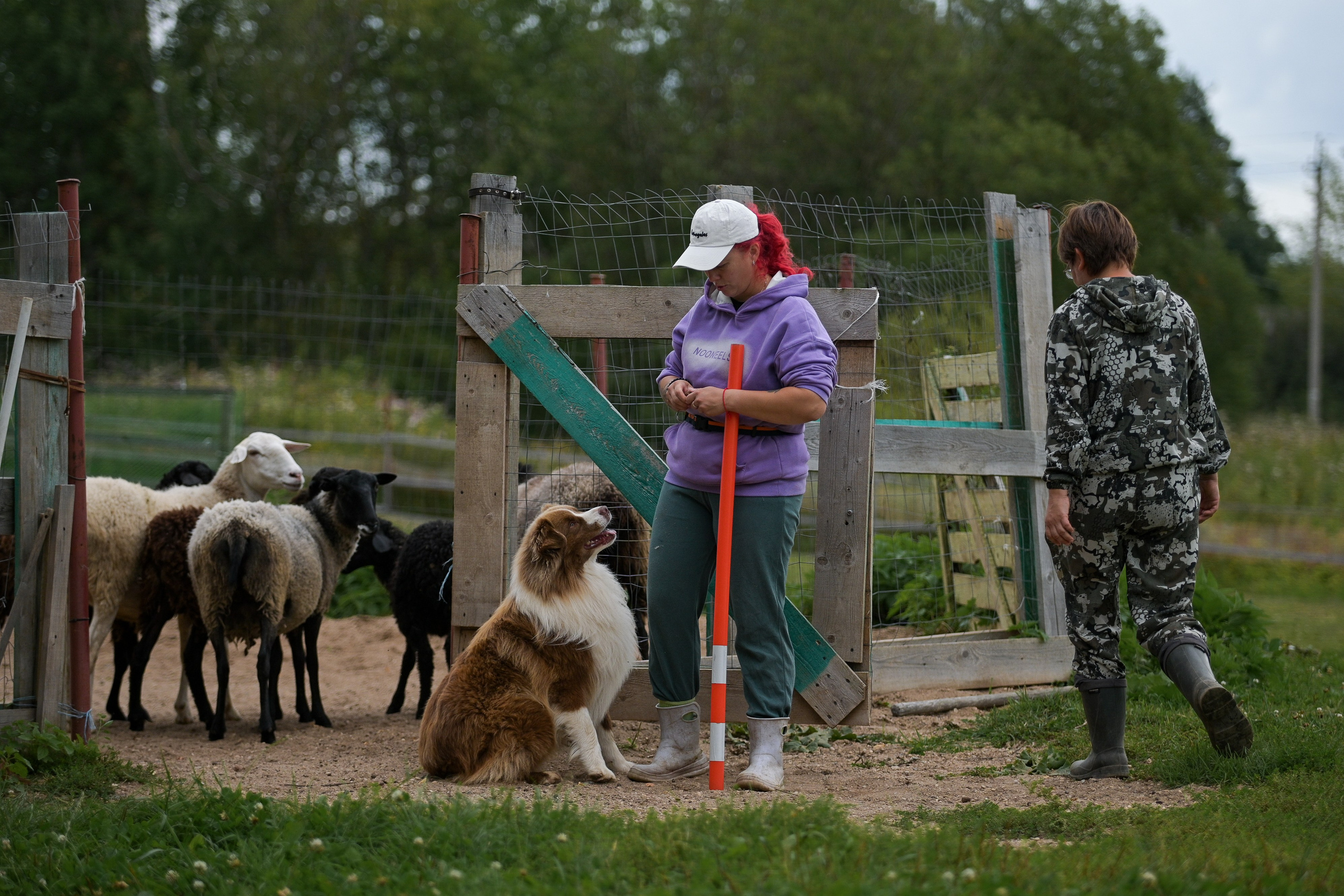 Пастьба собак. Творческий фотограф Вологда