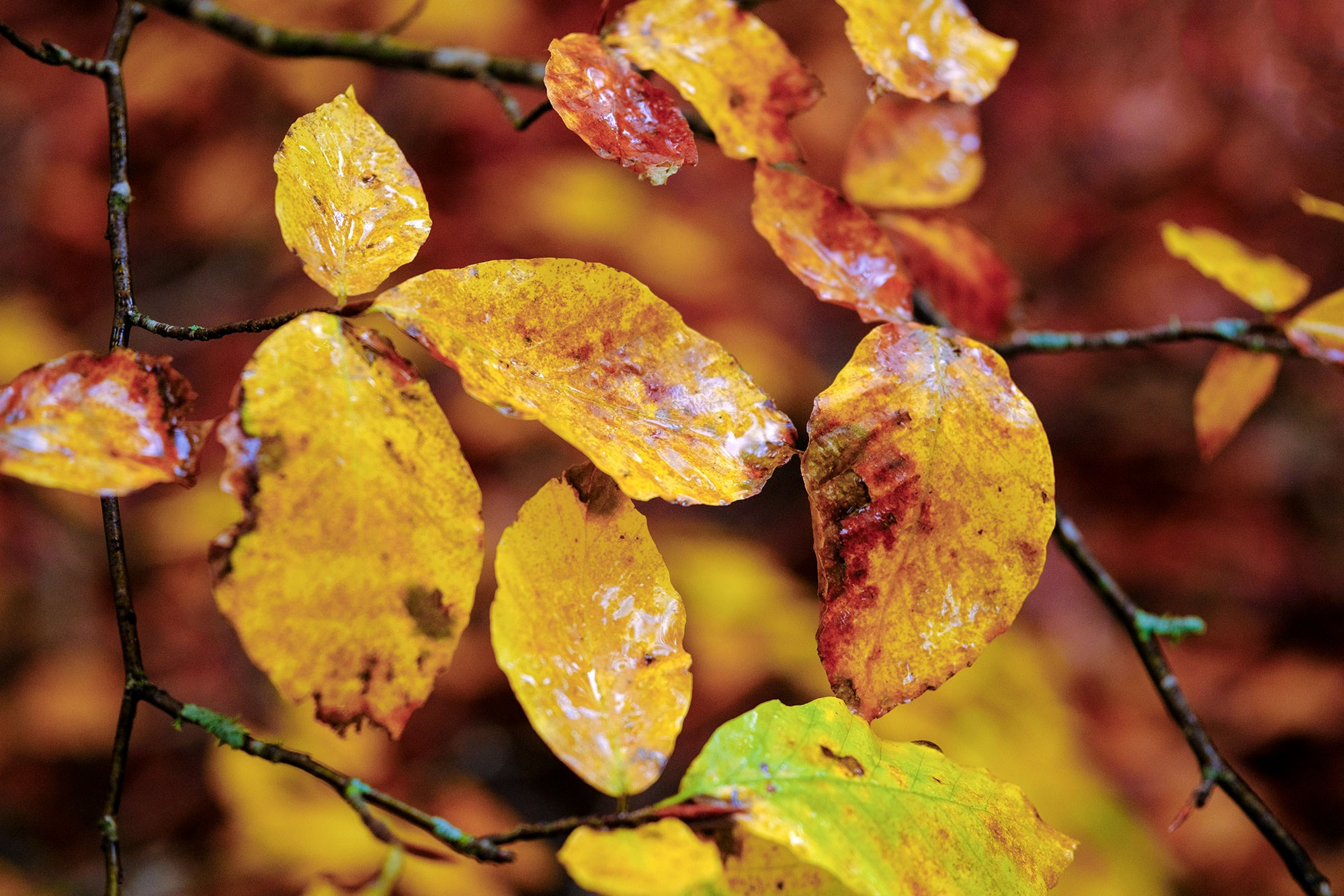 «Золотая осень в Крыму 2025»