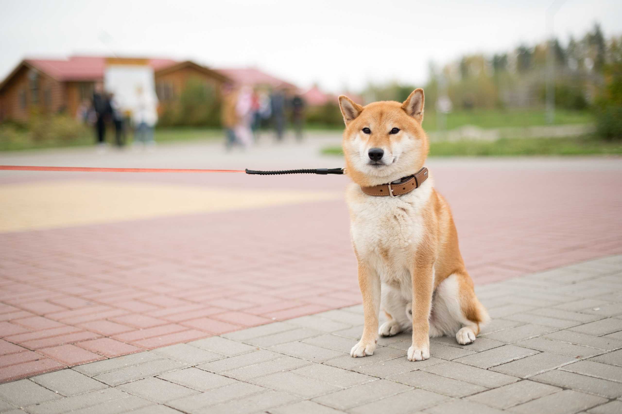 Посадка деревьев в рамках акции Зарубежнефть. Репортажный фотограф и видеограф Слава Думчев. Тимбилдинги, отчетники, корпоративы