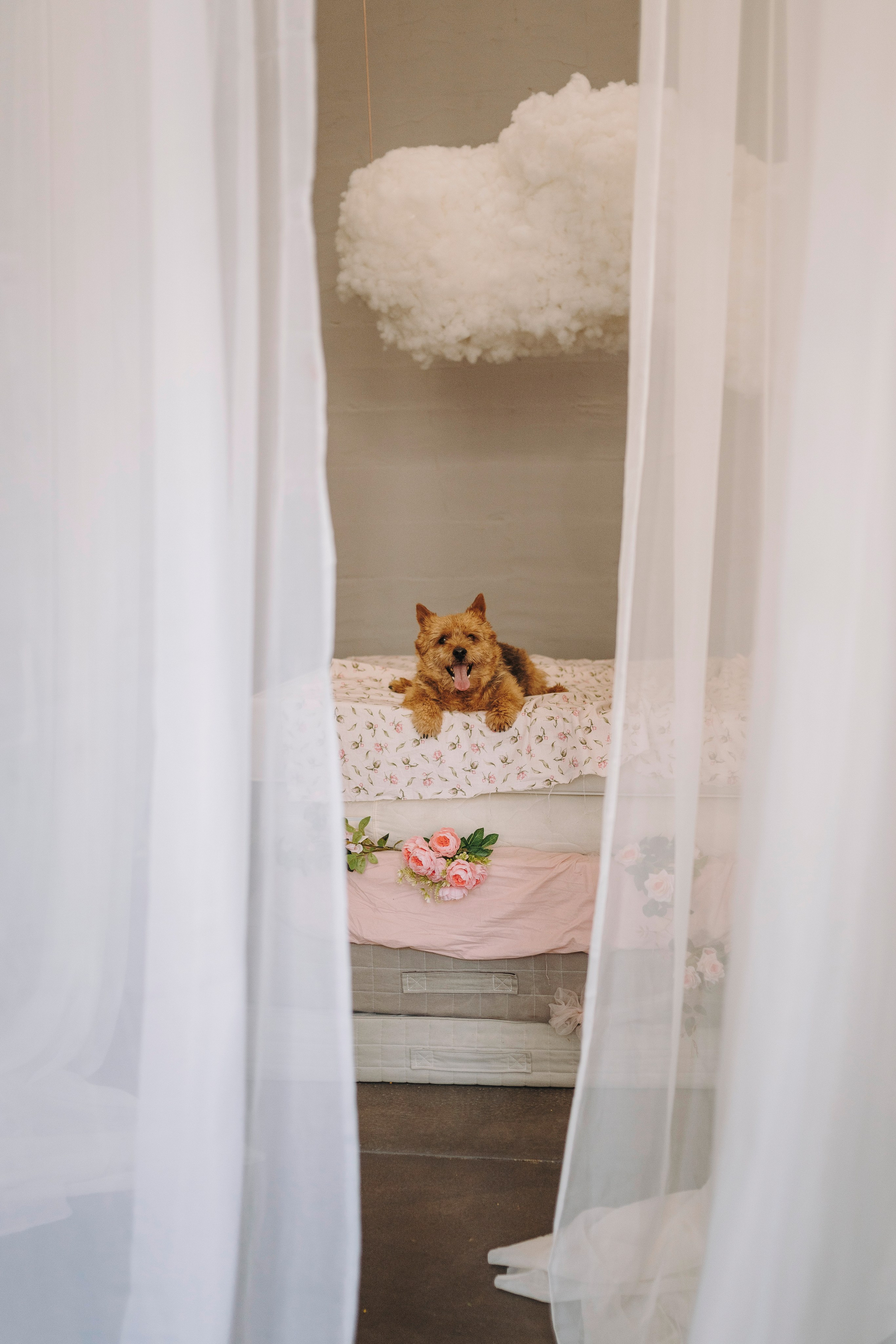 Маша и Рамси. Фотограф анималист в Спб недорого Олеся Майорова