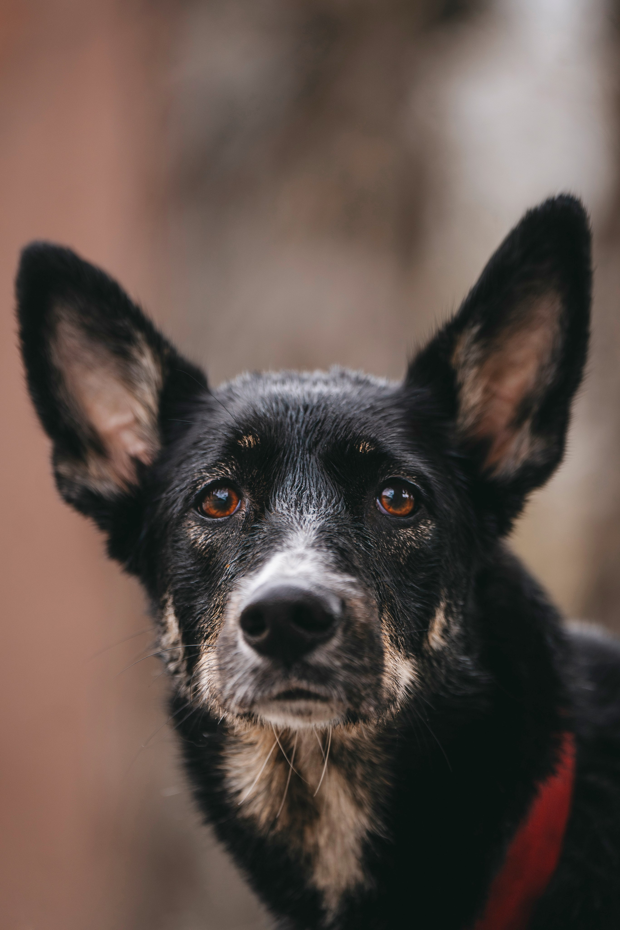Эля и Шиза. Фотограф анималист в Спб недорого Олеся Майорова