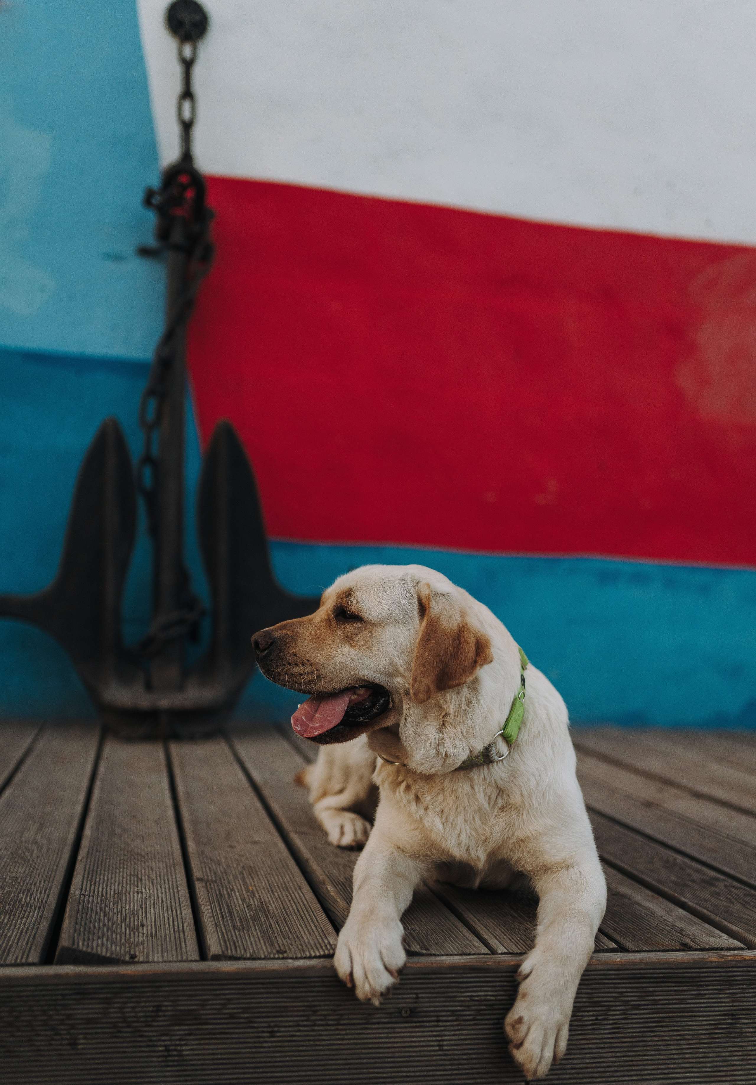 Фотосъёмка с вашими питомцами. Фотограф анималист в Спб недорого Олеся Майорова