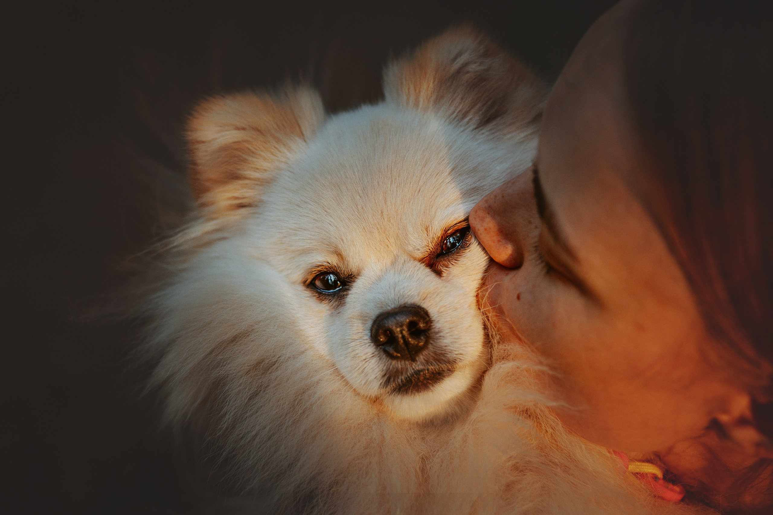 Фотосессия с собачкой в лесу. Фотограф анималист в Спб недорого Олеся Майорова