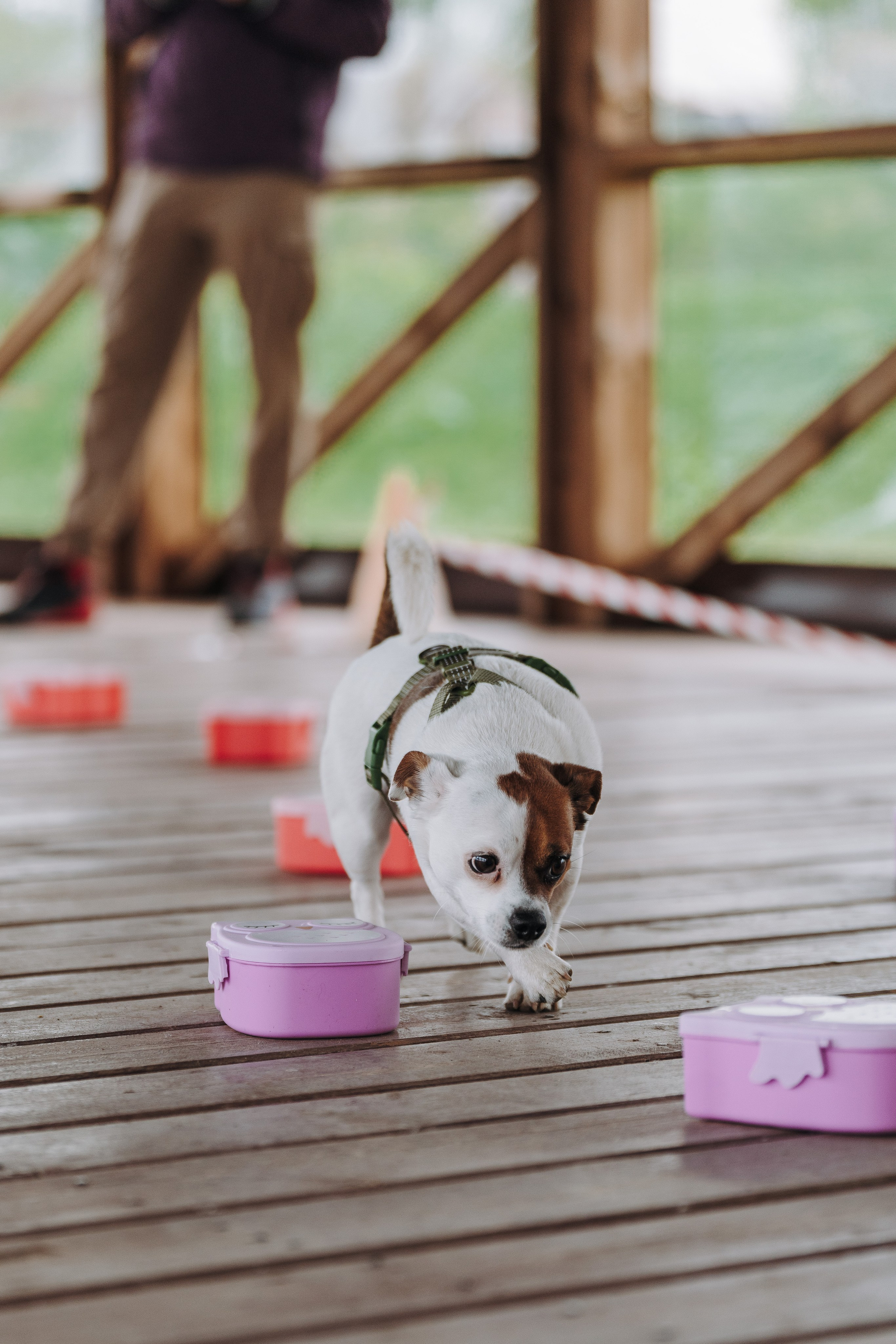 Соревнования по ноузворку в Лосево. Фотограф анималист в Спб недорого Олеся Майорова