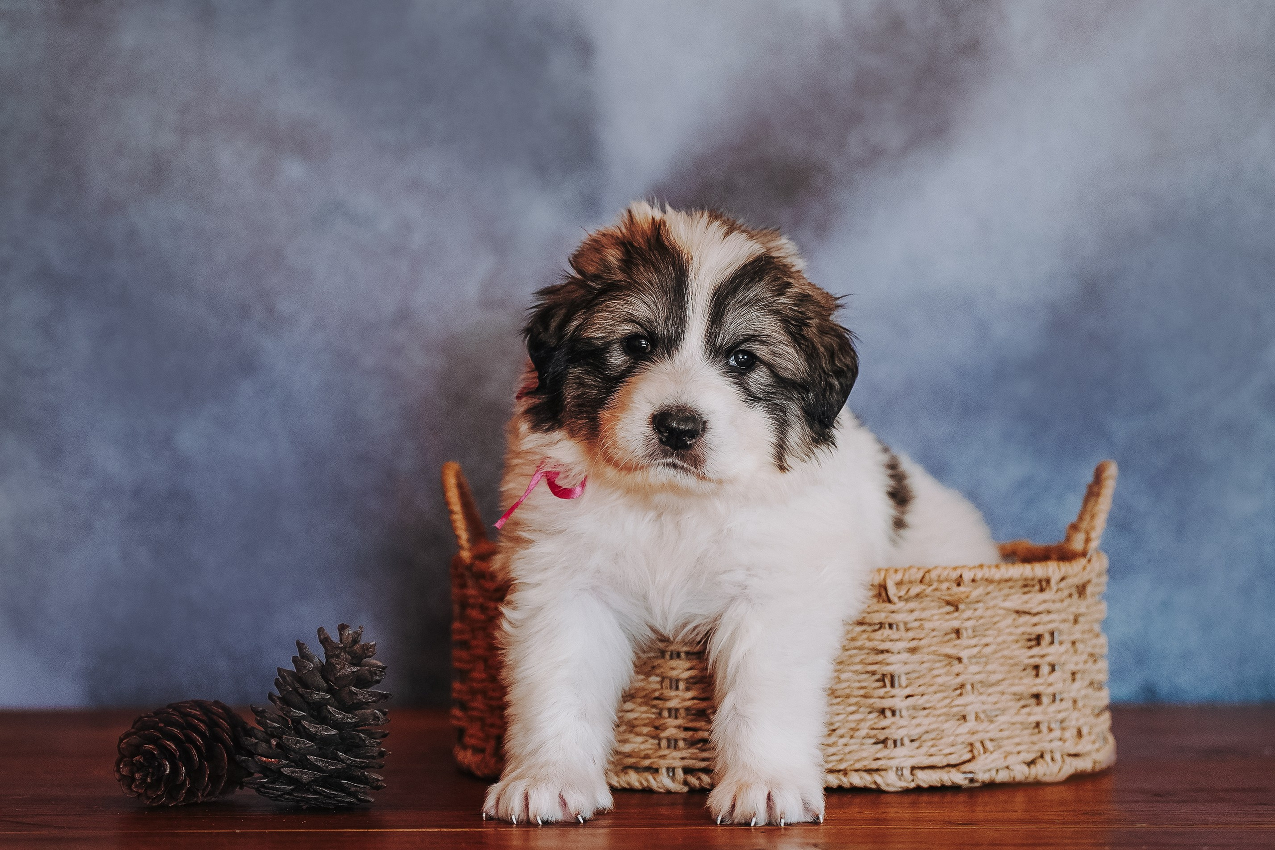 Пиренейские горные. Фотограф анималист в Спб недорого Олеся Майорова