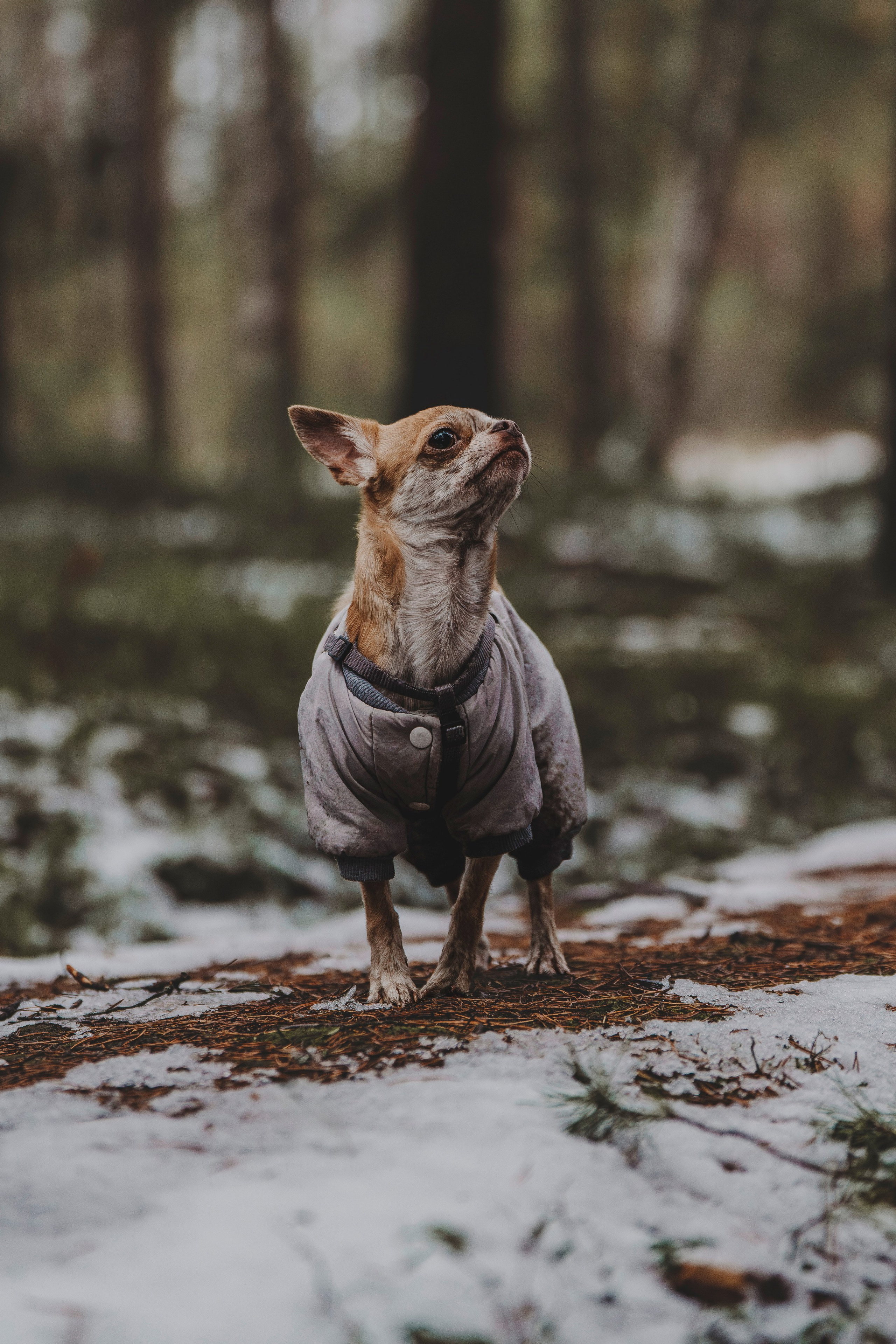Наталия и Боря. Фотограф анималист в Спб недорого Олеся Майорова