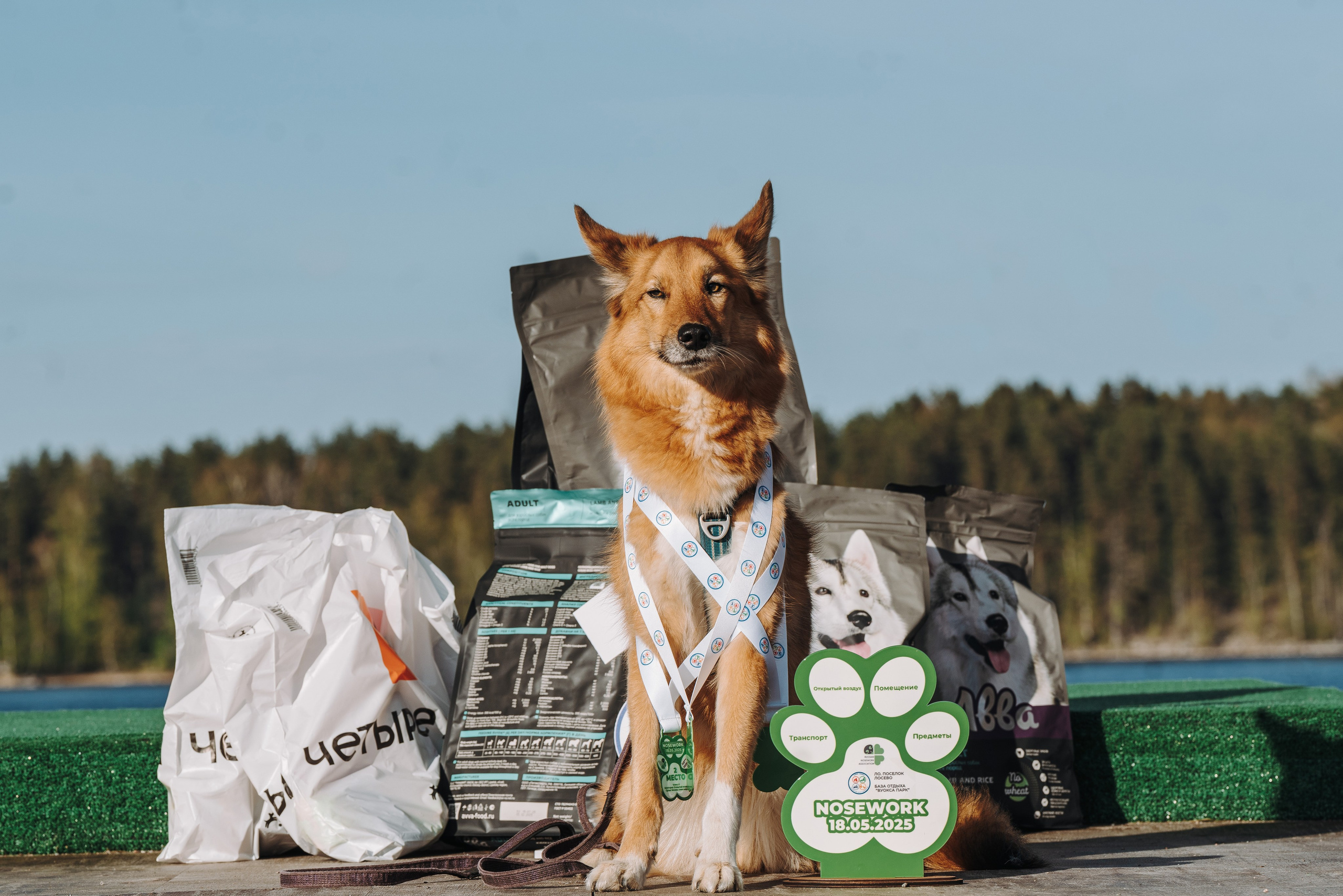 Соревнования по ноузворку в Лосево. Фотограф анималист в Спб недорого Олеся Майорова