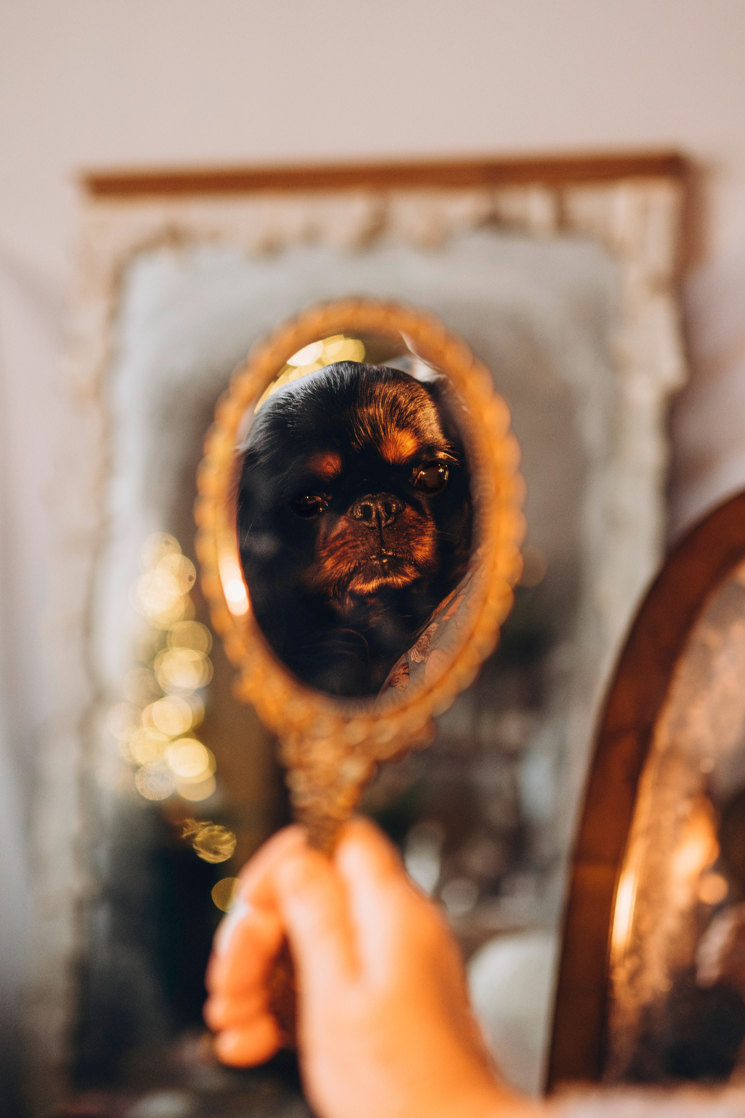 Ариша и её семья. Фотограф анималист в Спб недорого Олеся Майорова