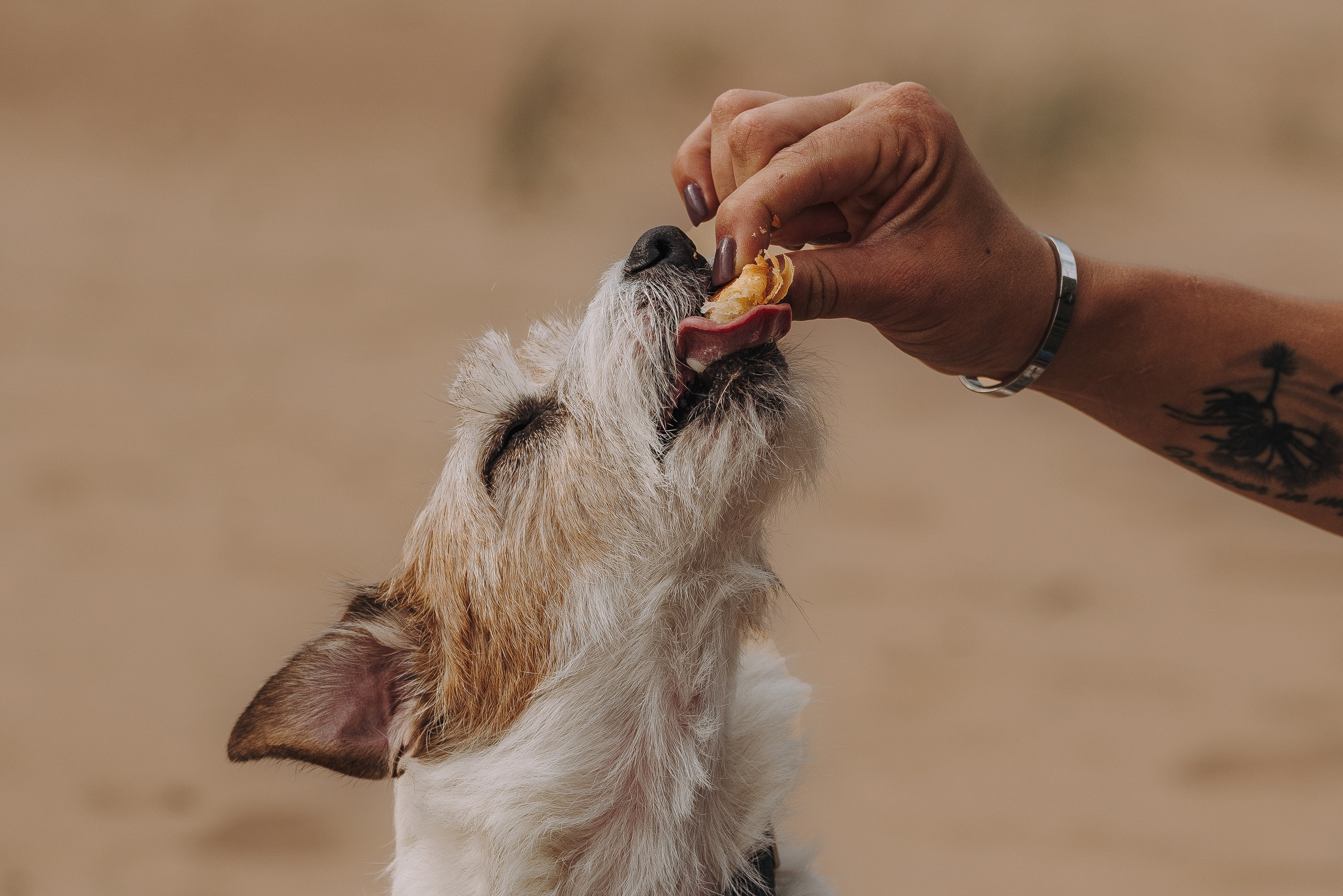Оля, Ларс и Лукас. Фотограф анималист в Спб недорого Олеся Майорова