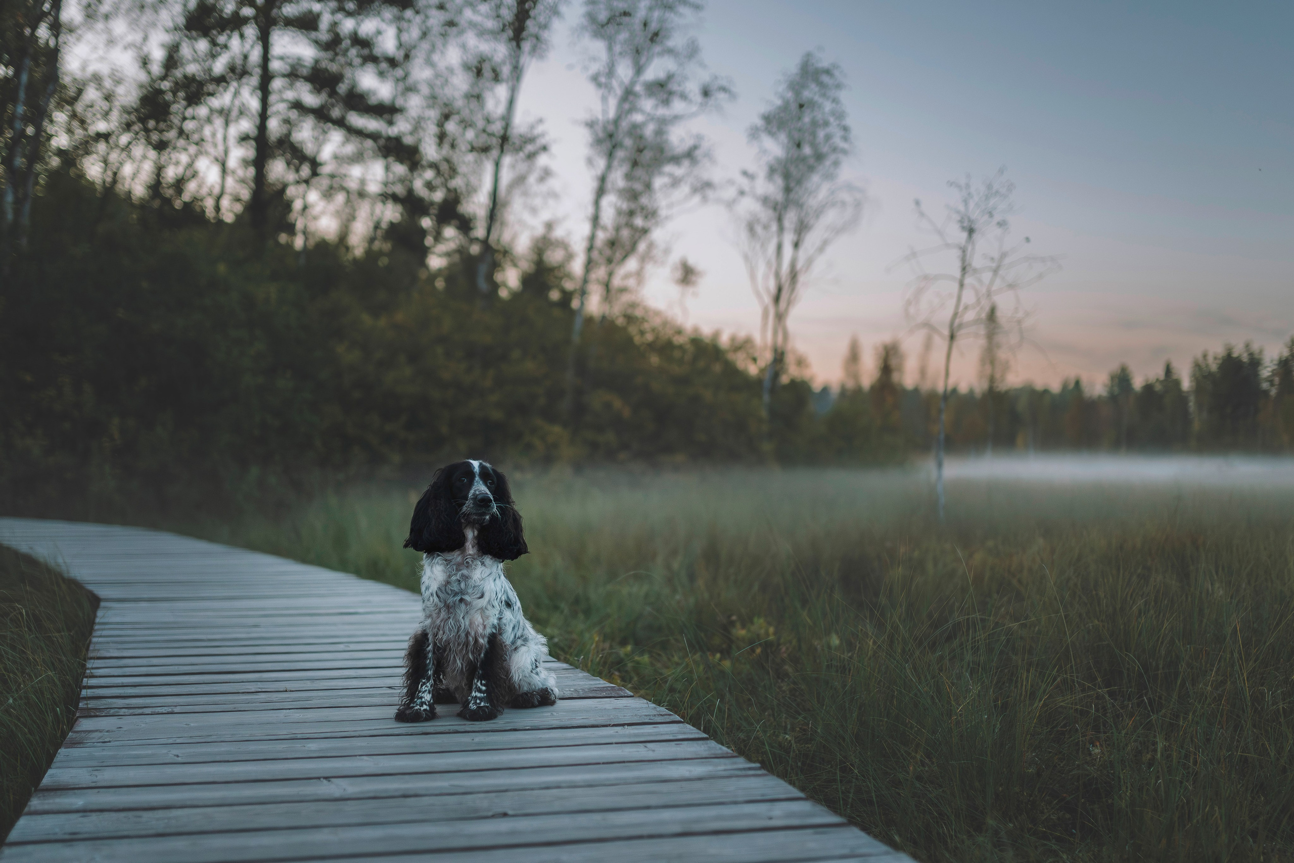 Аня и Тея. Фотограф анималист в Спб недорого Олеся Майорова