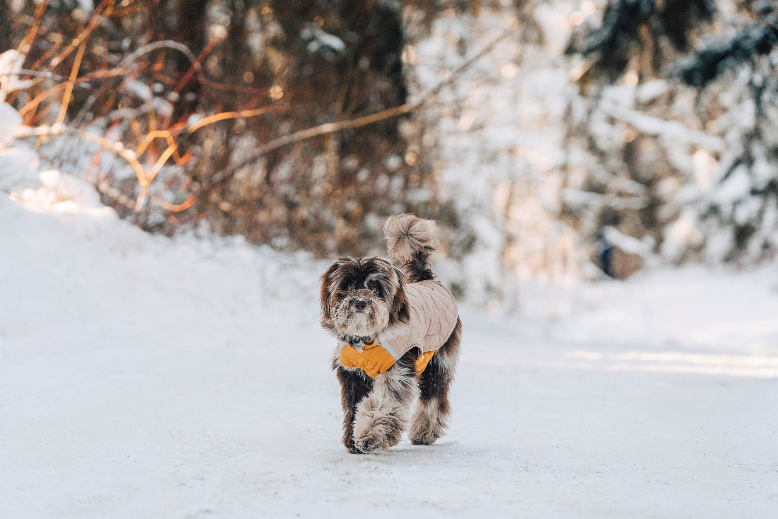 Хэйзел и её семья. Фотограф анималист в Спб недорого Олеся Майорова