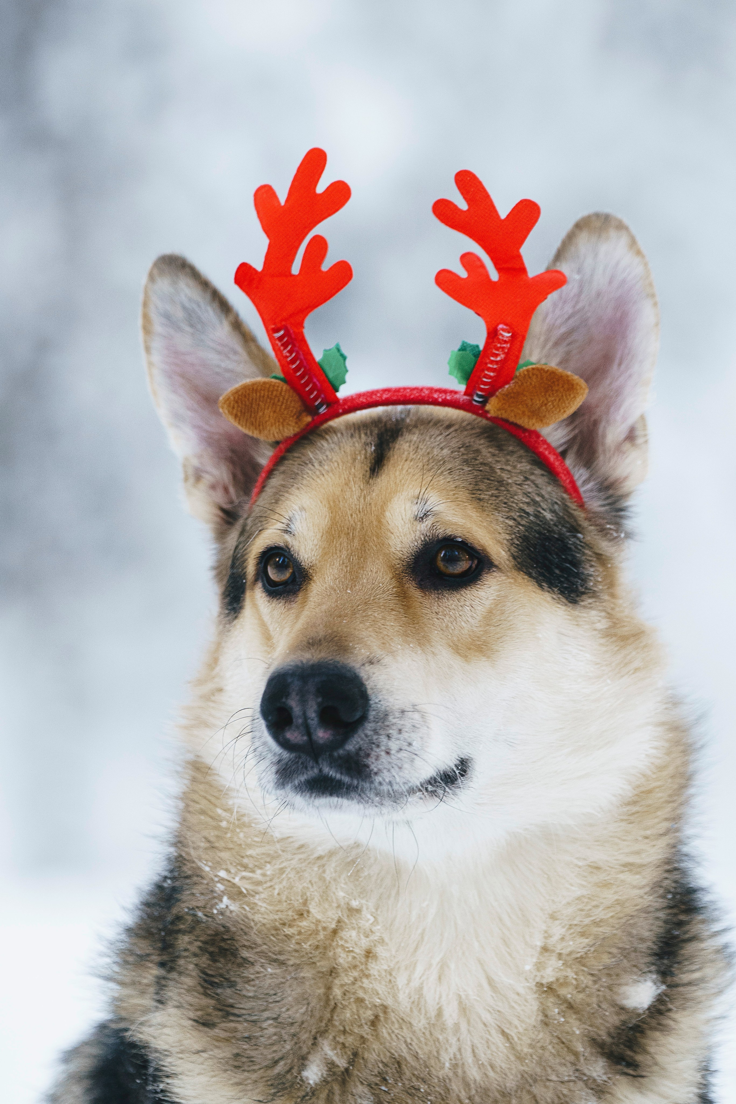 Рэй, Кузя, Ольга и Александр. Фотограф анималист в Спб недорого Олеся Майорова