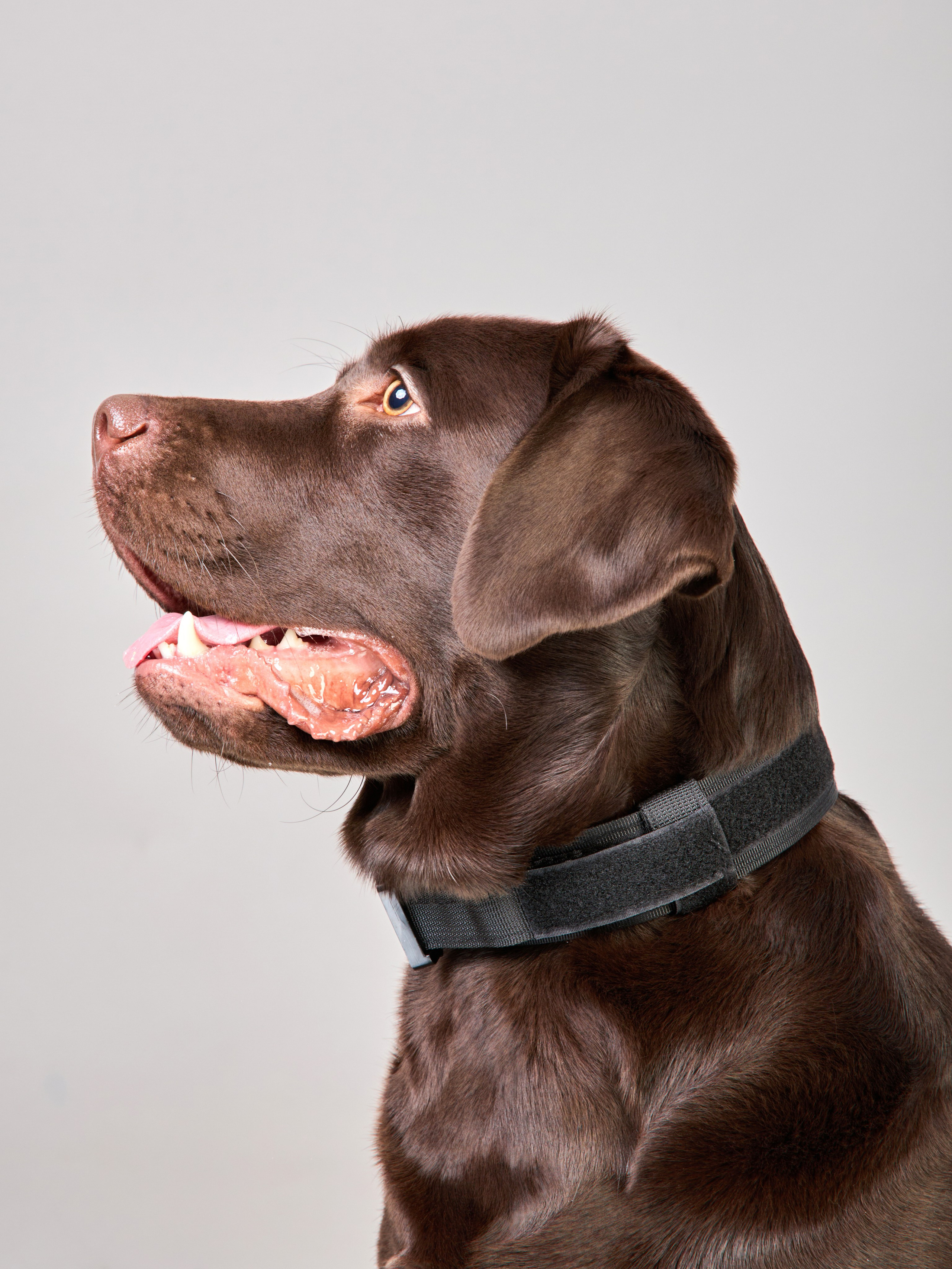 Предметная съемка товаров для животных. Съемка товаров для животных. Предметная съемка. Предметный фотограф Орехово-Зуево