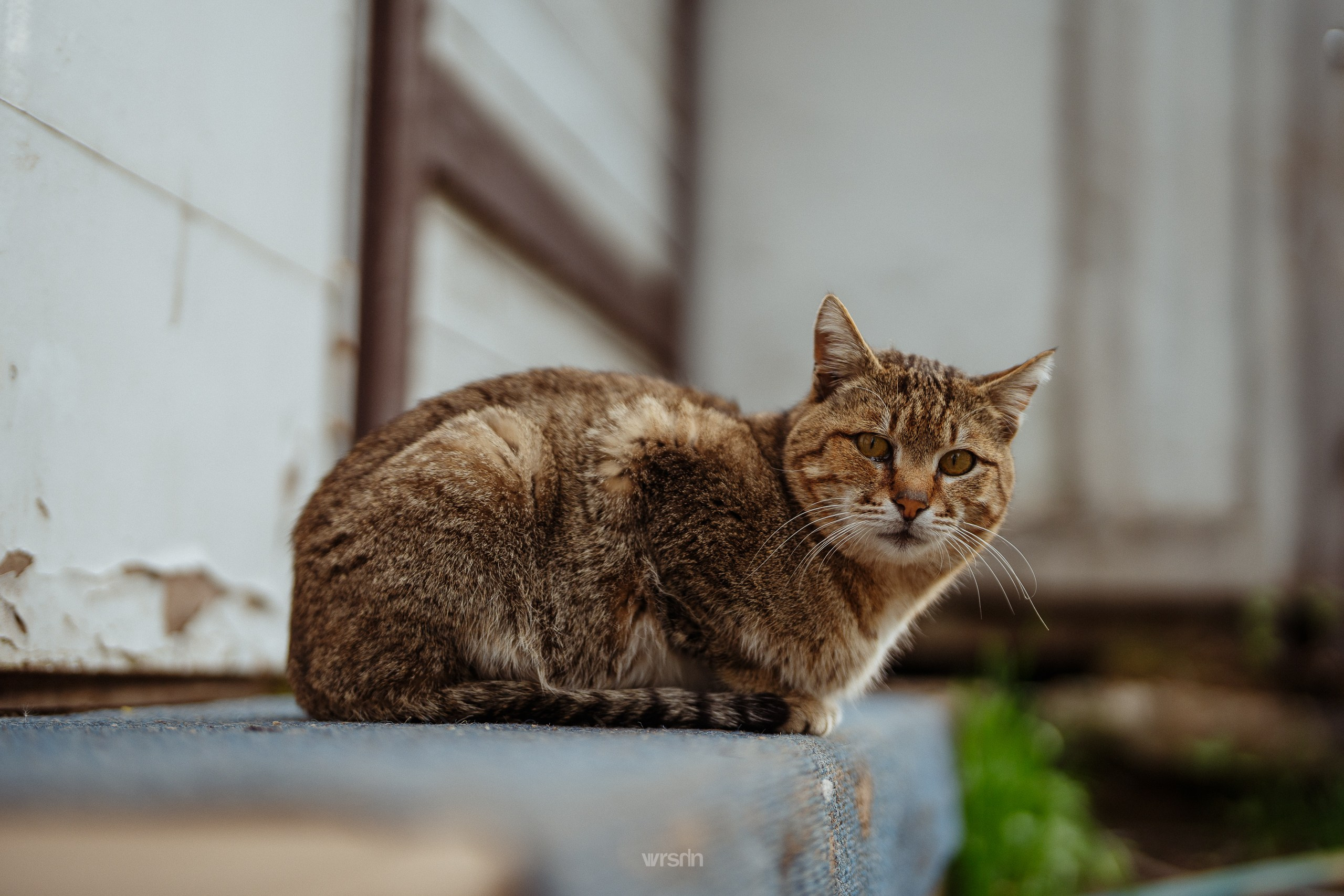 Пётр Кудасов · Шашлыкинг. Владимир Вершинин, тот самый свадебный видеограф