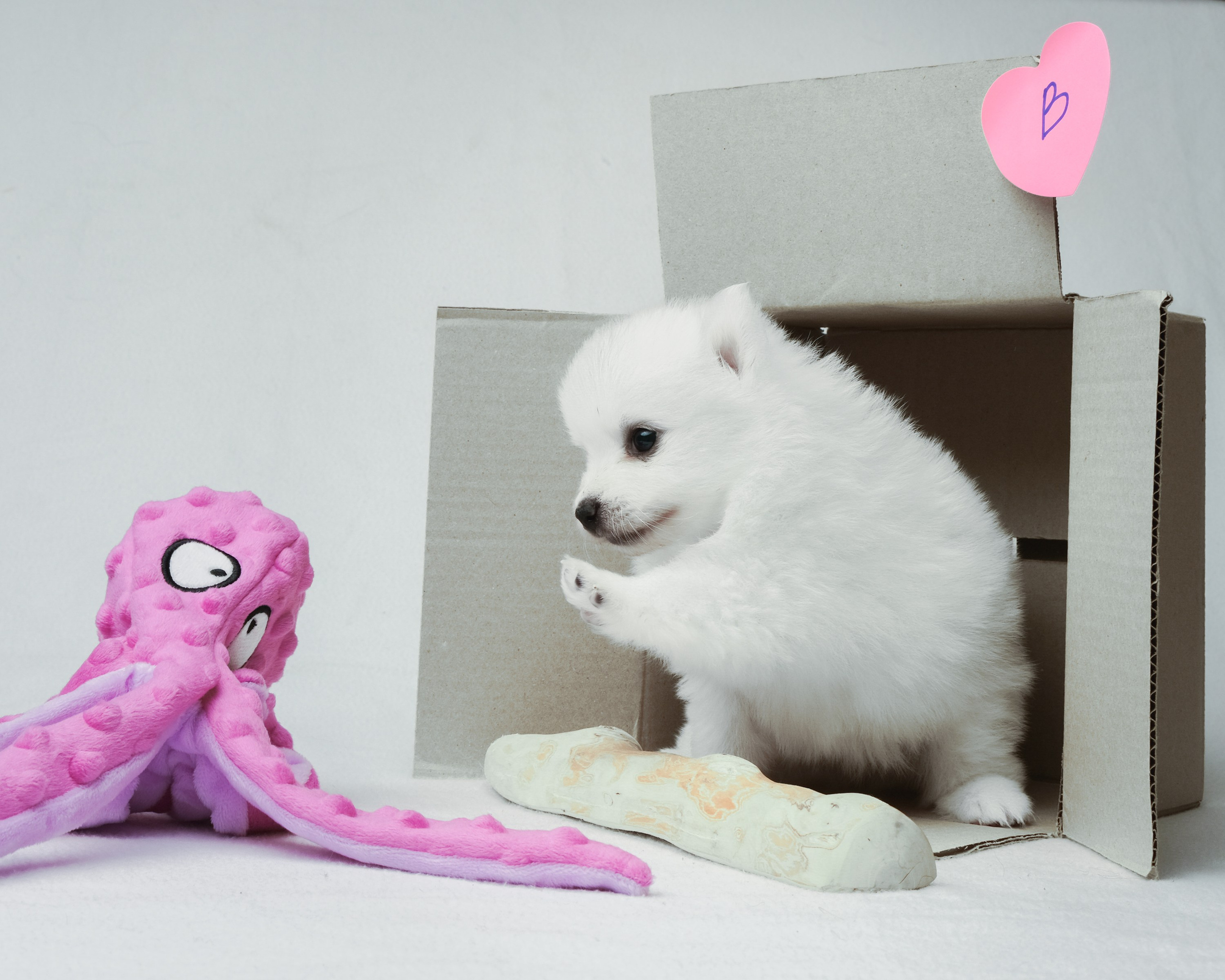 Съемка животных, собак, щенков, фото помета, портрет питомцев. Портретный и семейный фотограф в Перми Лена Лоза. Портрет для бизнеса