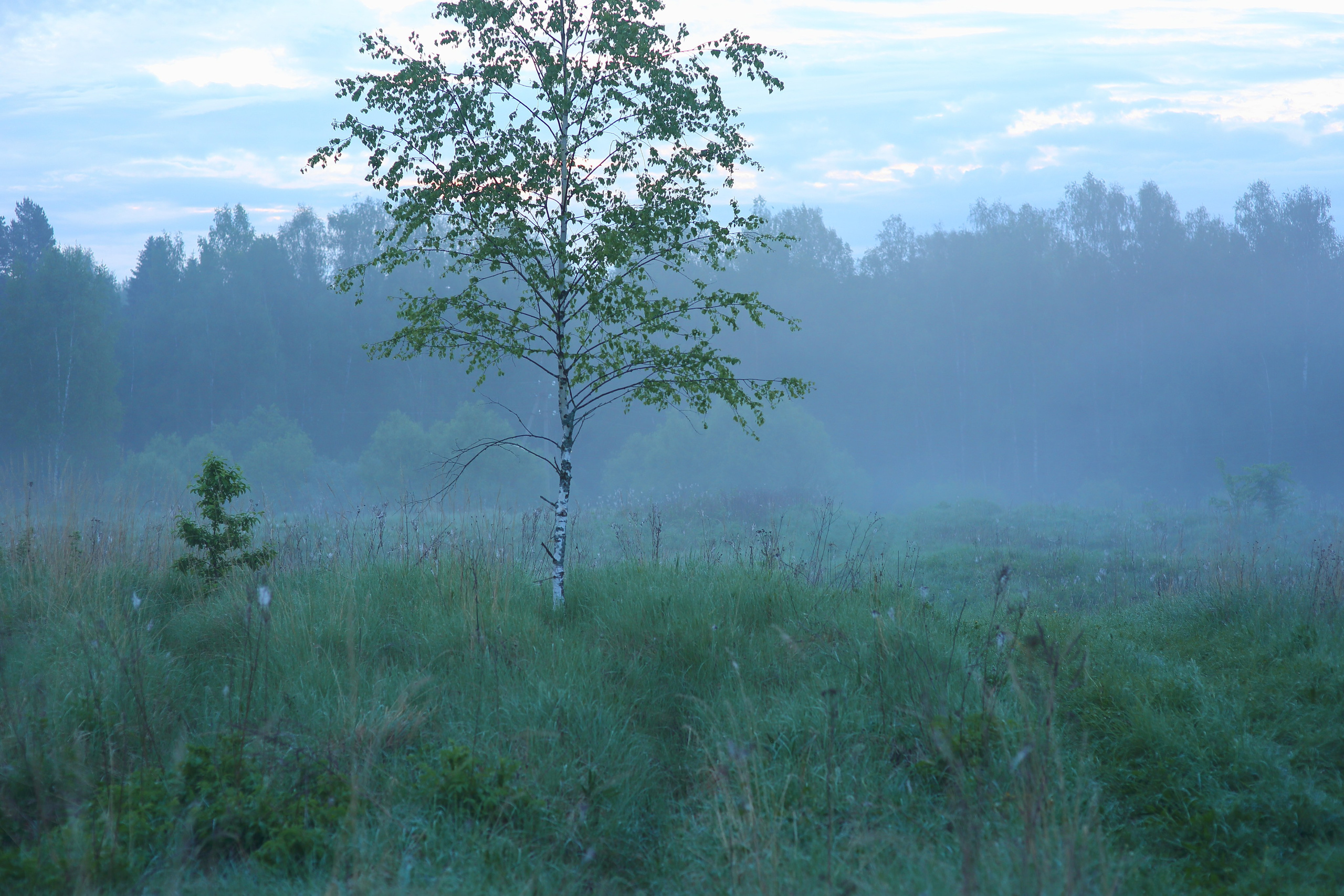 Туманным утром. Свадебный и репортажный фотограф в Ярославле и Санкт-Петербурге Роман Микрюков