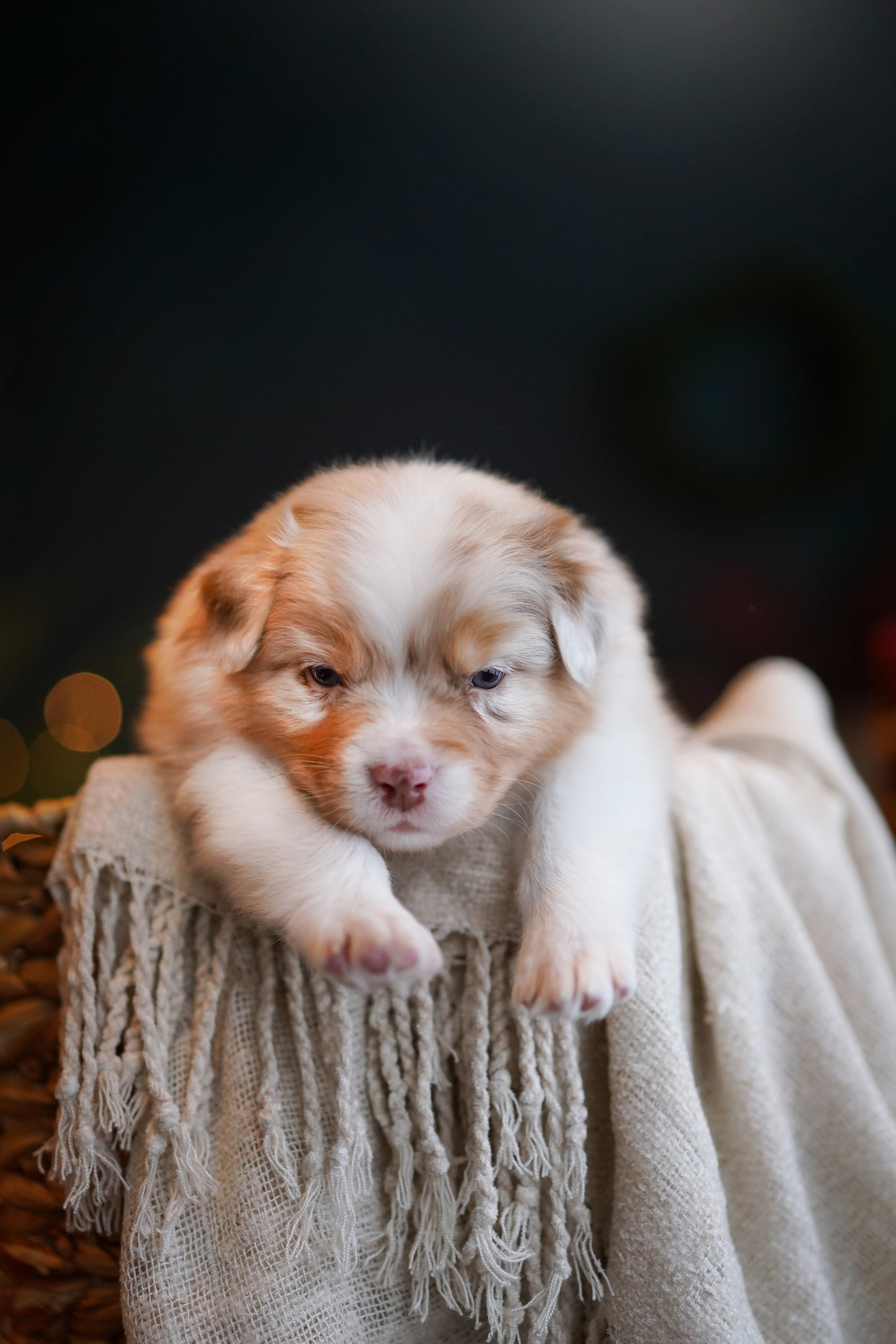 Щенки австралийской овчарки. Фотограф-анималист в Санкт-Петербурге Яна Мартынова