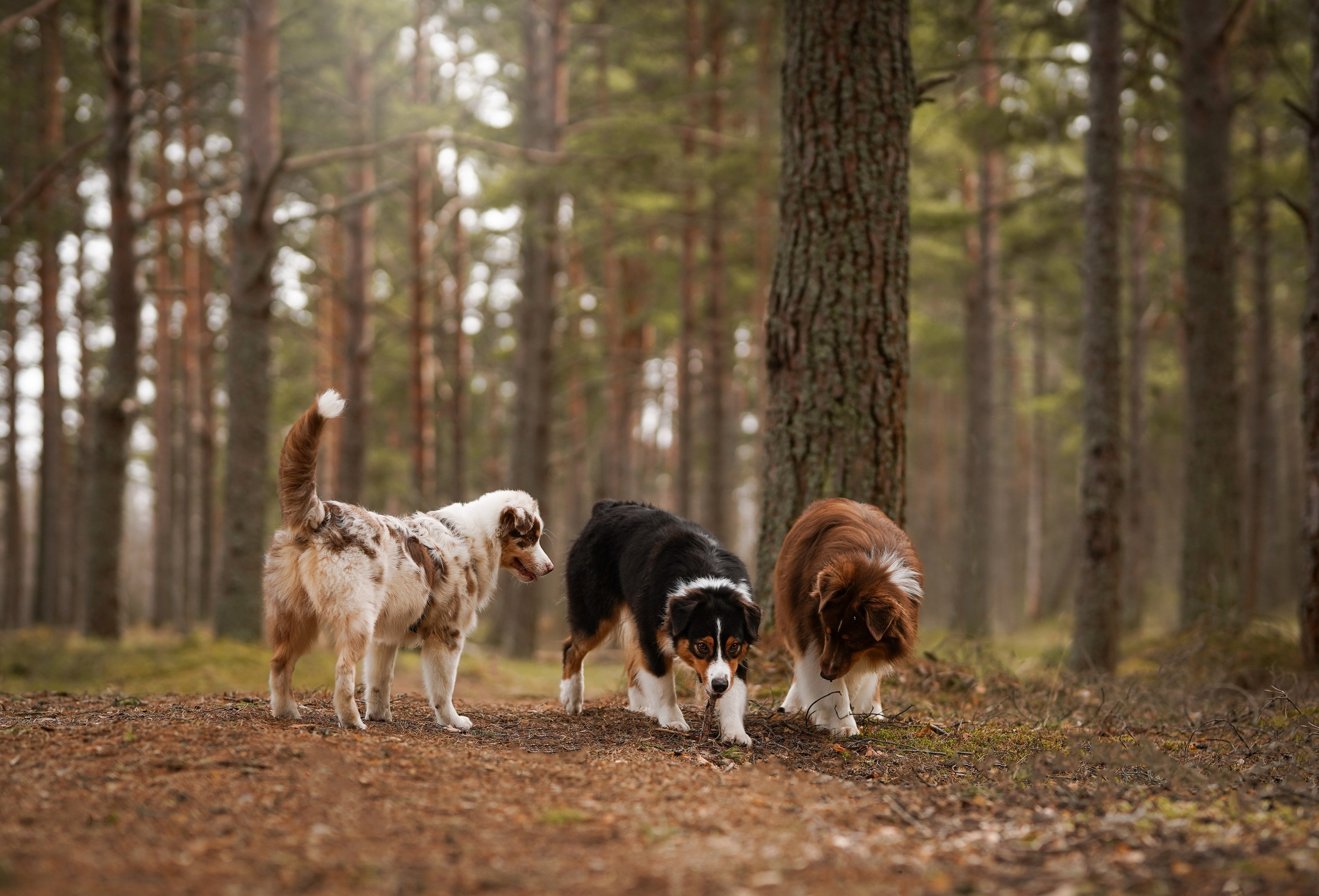 Аусси на Ладоге. Фотограф-анималист в Санкт-Петербурге Яна Мартынова