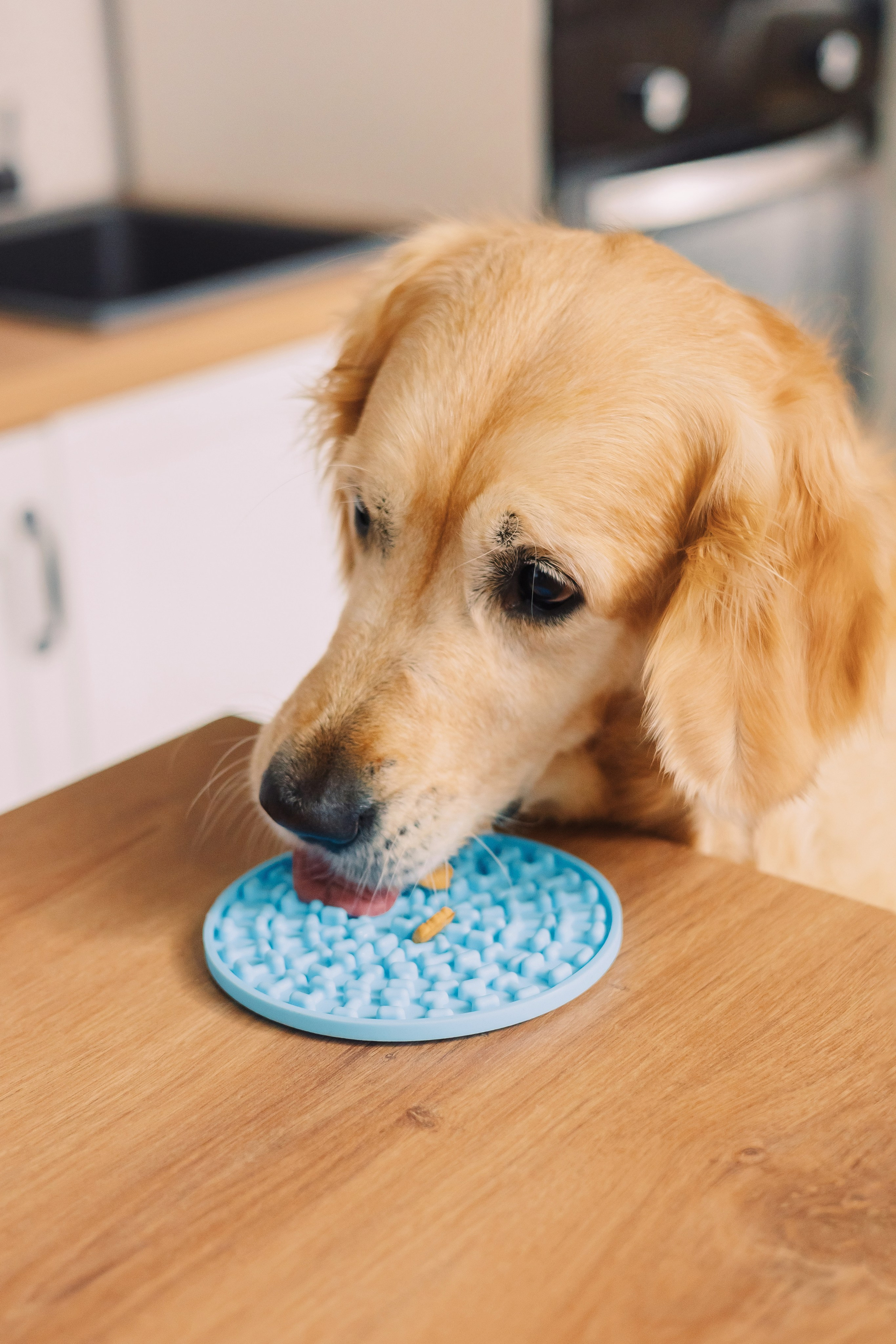 Магазин Friend of mine. Фотограф-анималист Елена Радченко, Москва