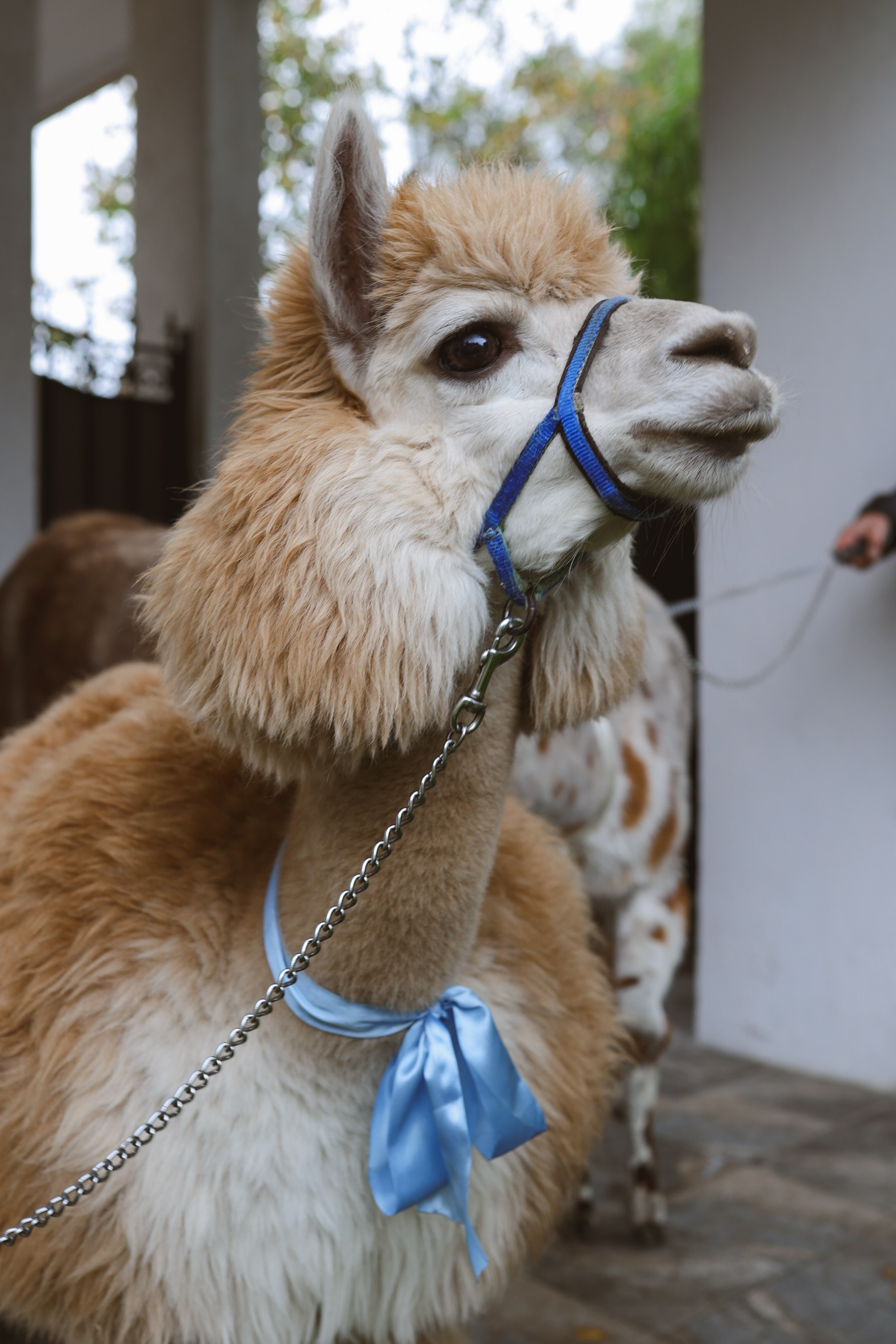 Зеленоградский ЗАГС. Свадебный фотограф Курзина Ольга | Москва