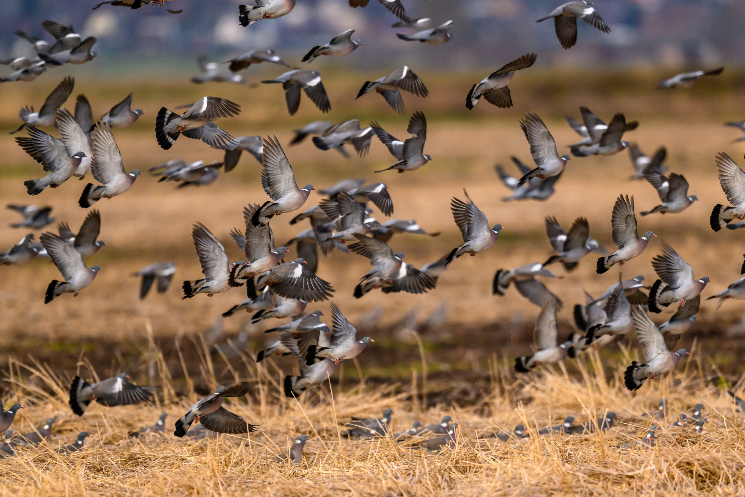 Вяхери. Фотограф Сергей Пупонин