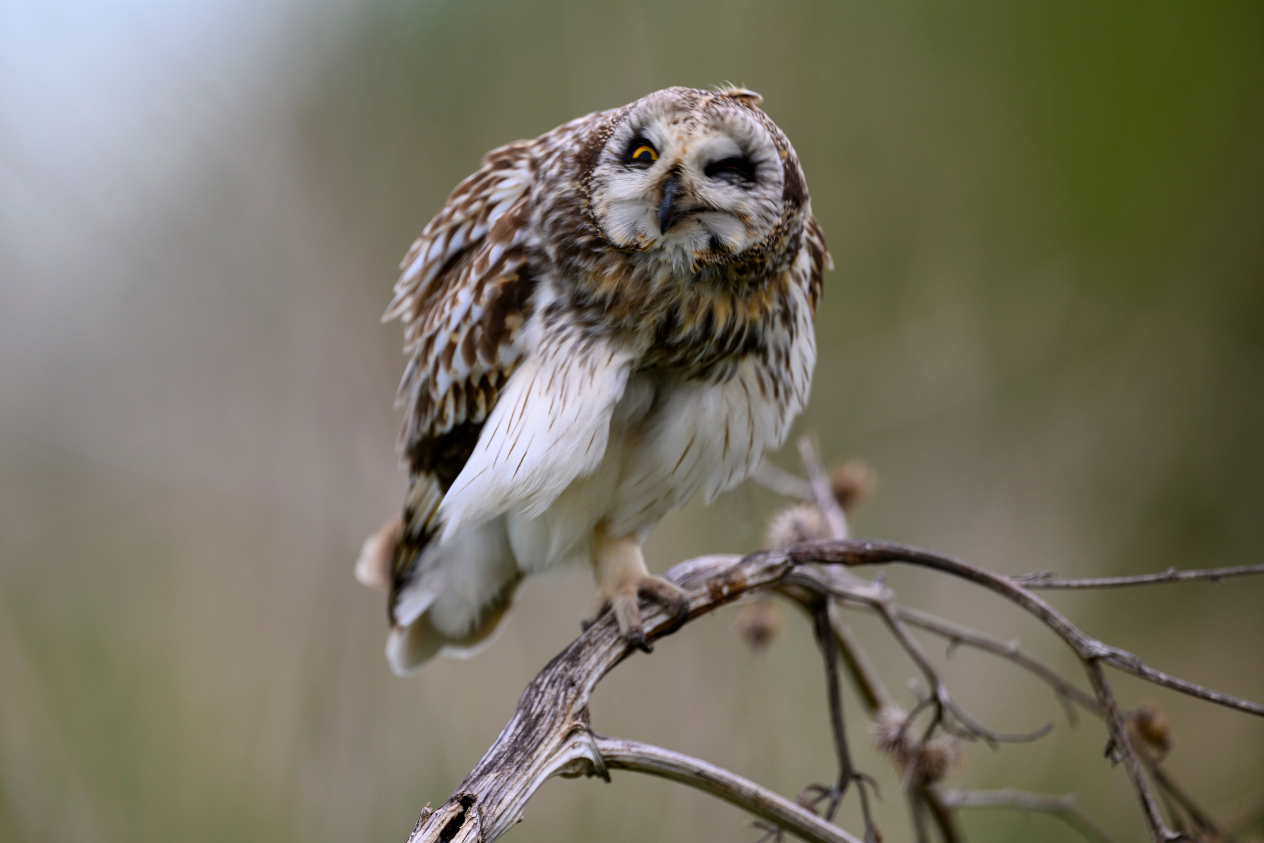 Болотные совы и лунь. Wildlife photography by Sergey Puponin