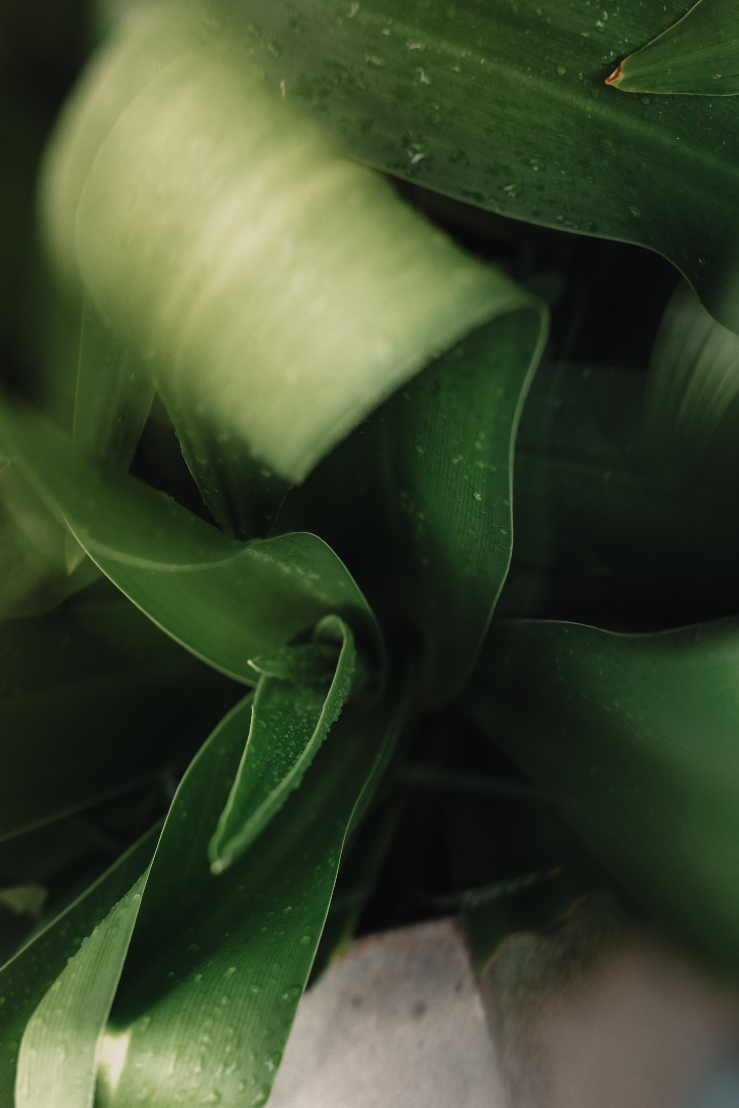 Little Ella. Mariam Bagdasaryan