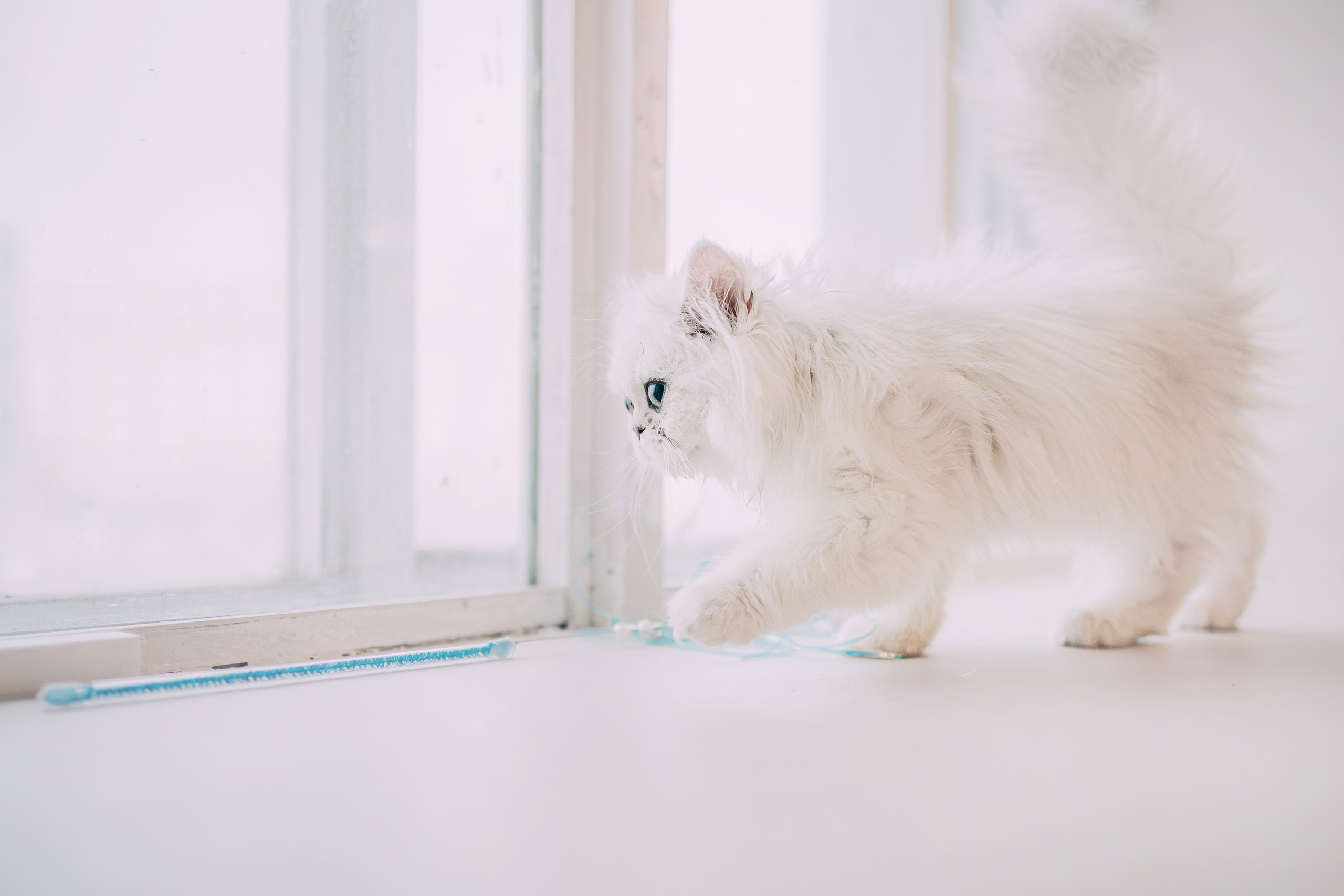 Султан, Мэй Мэй и Шанталь и их семья