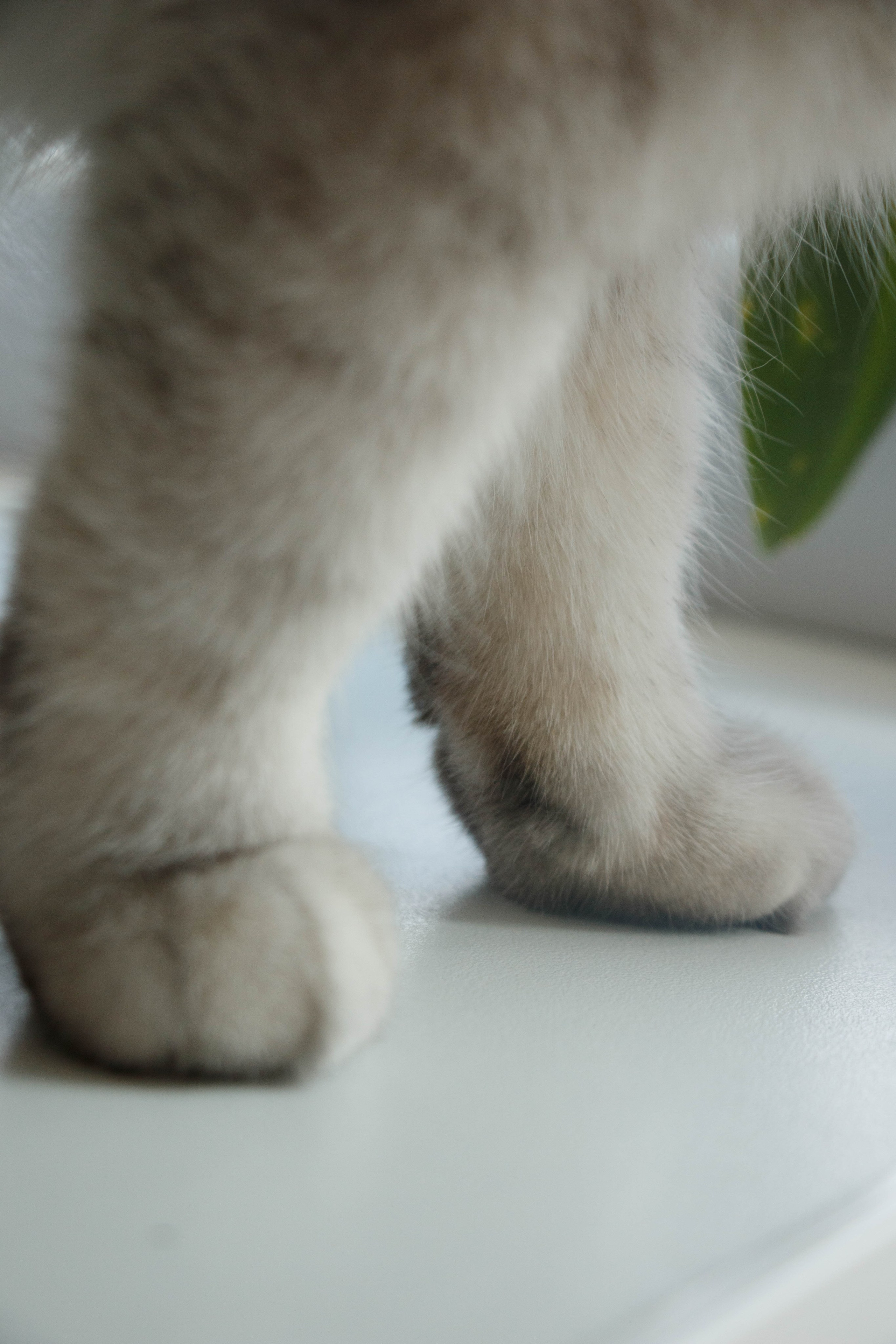 NASTYA & KITTI. Бережно сохраняю ваши чувства и истории на своих фотографиях