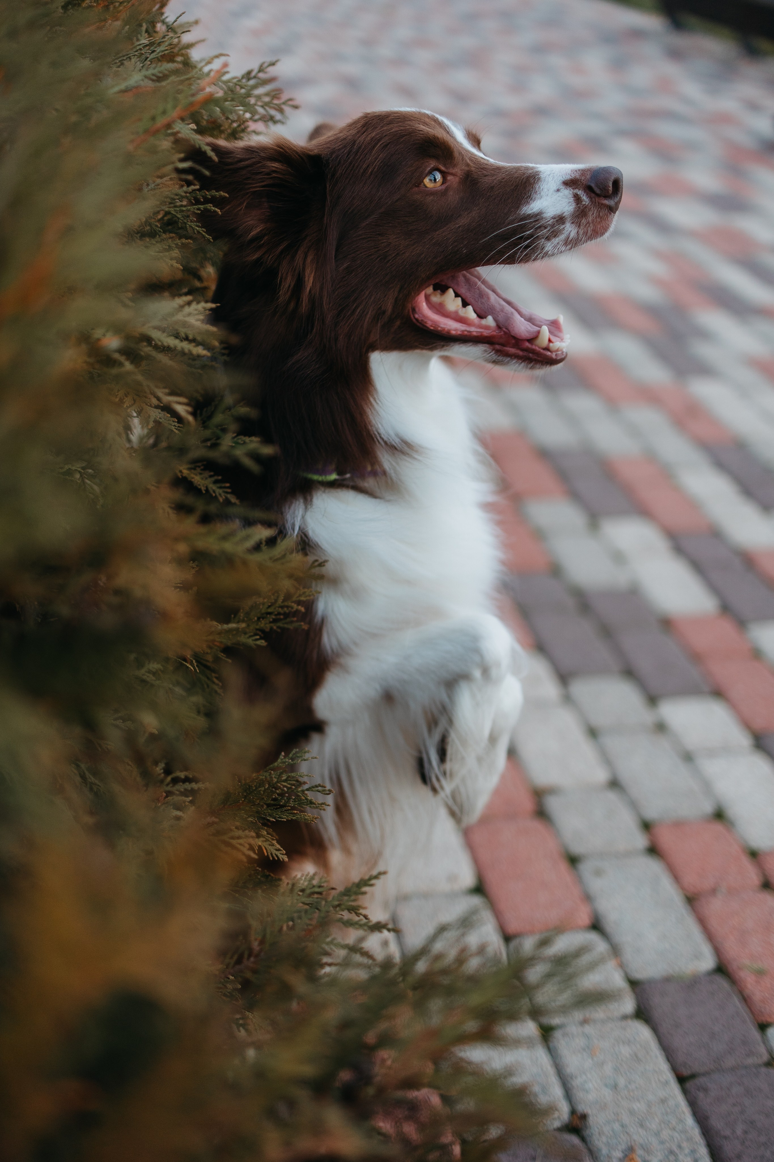 Маша и Тори. Фотограф — анималист Светлана Кысса|фотограф собак в Краснодаре и Нижнем Новгороде