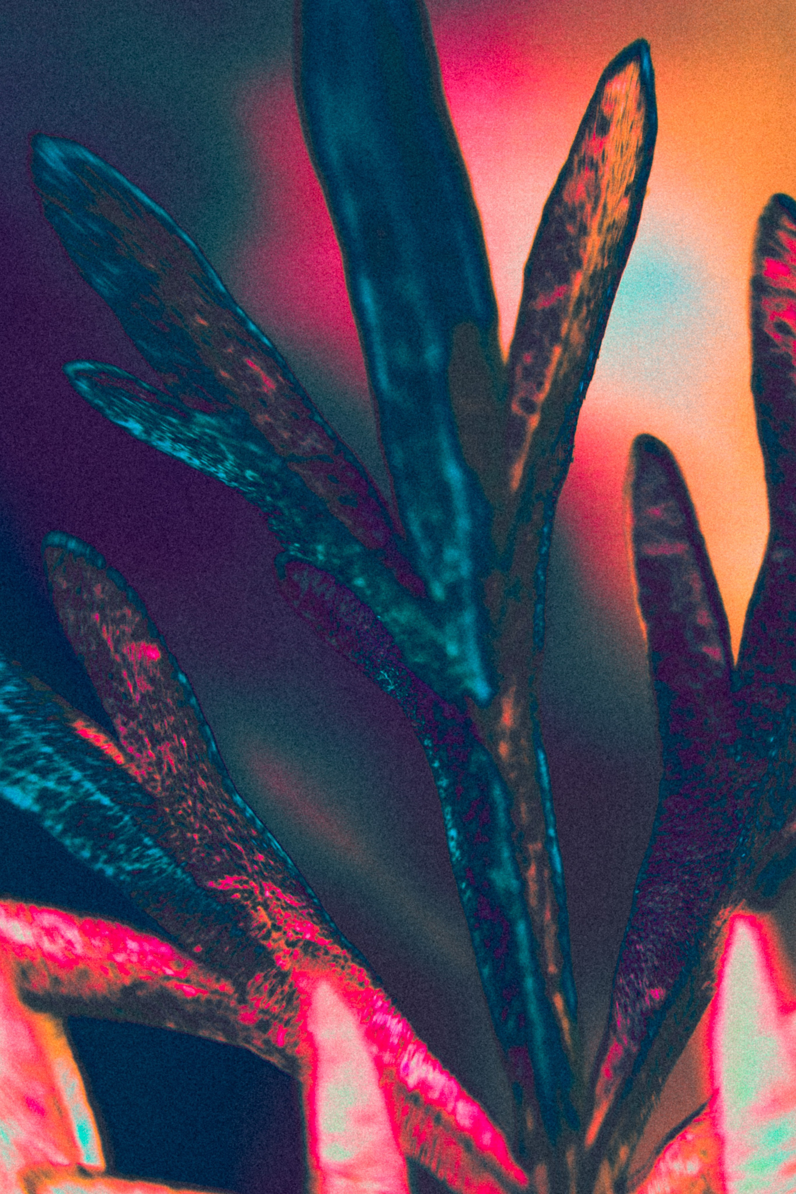 Хокку цветок 