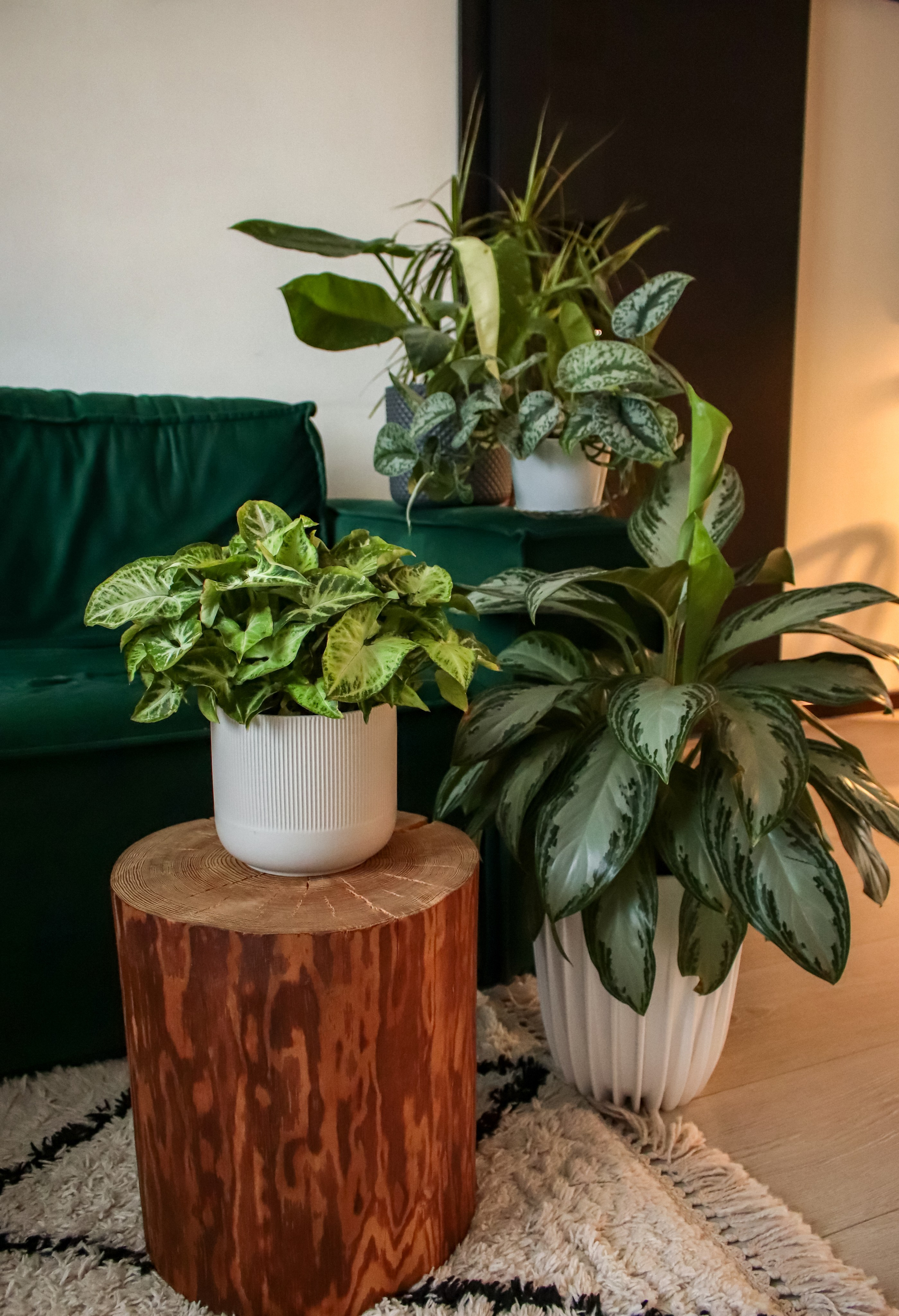 Контент съёмка для фитодизайнера. Фотограф Химки Анна Татарских