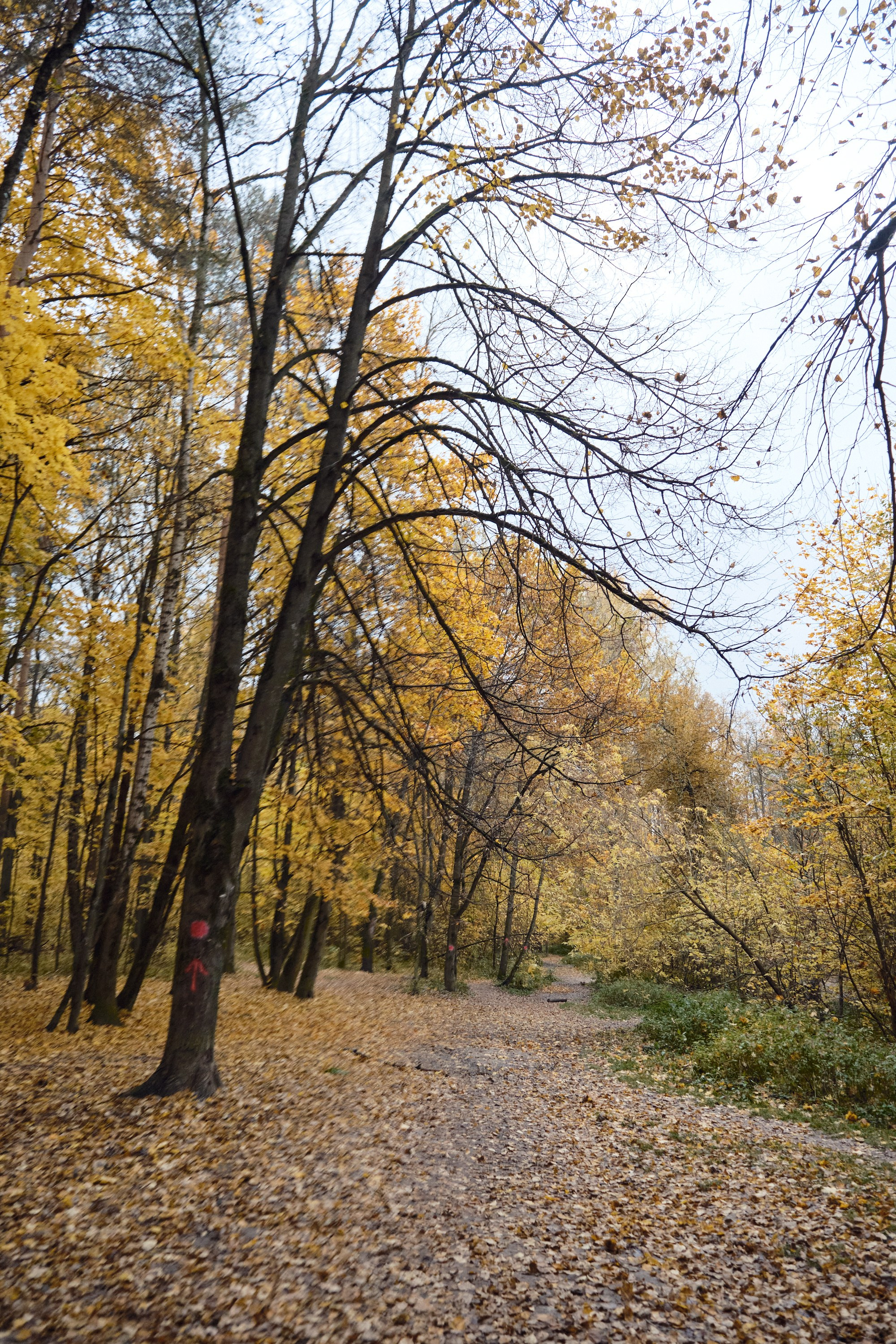 Парк Синичка | Красногорск. Фотографъ Сергѣевъ. Поймать мгновеніе