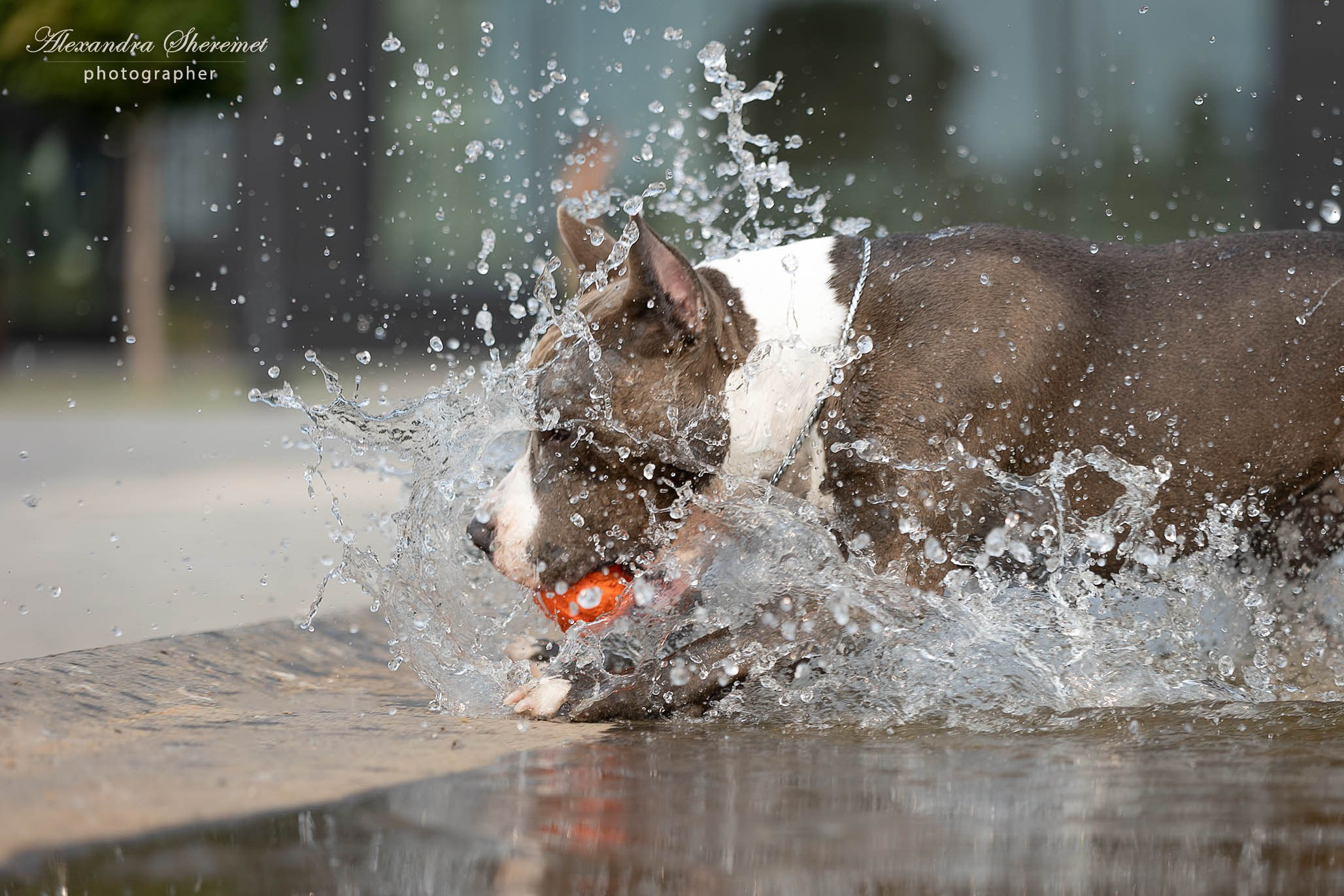 Шерри. Фотограф-анималист Александра Шеремет