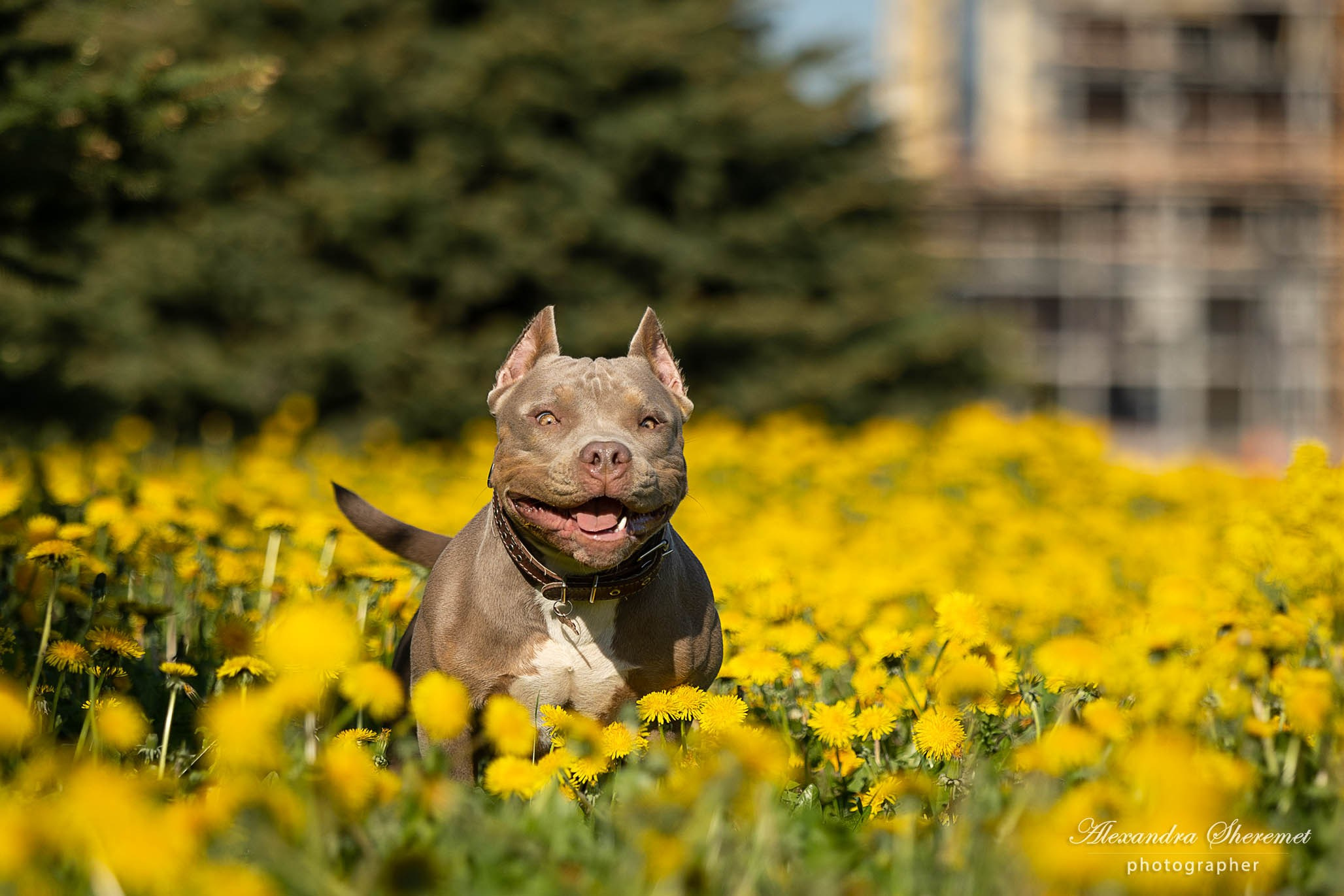 Булли. Фотограф-анималист Александра Шеремет