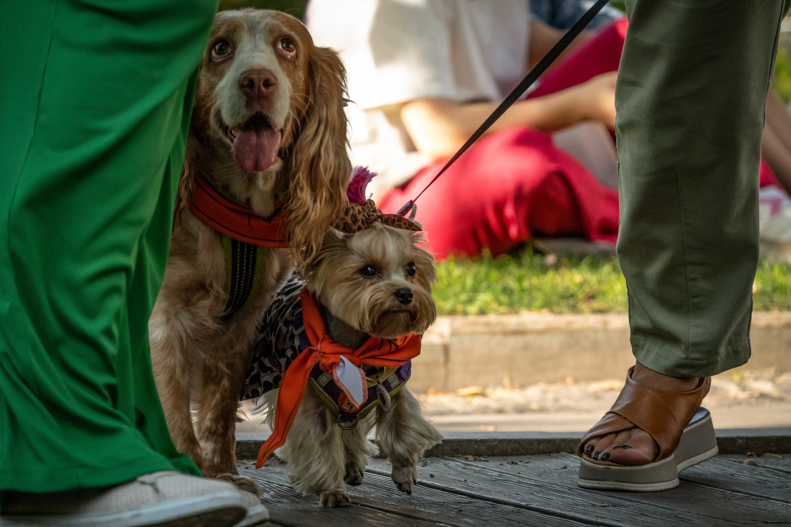 Petshop Days 2024. Фотограф-анималист в Москве Юлия Лайхо